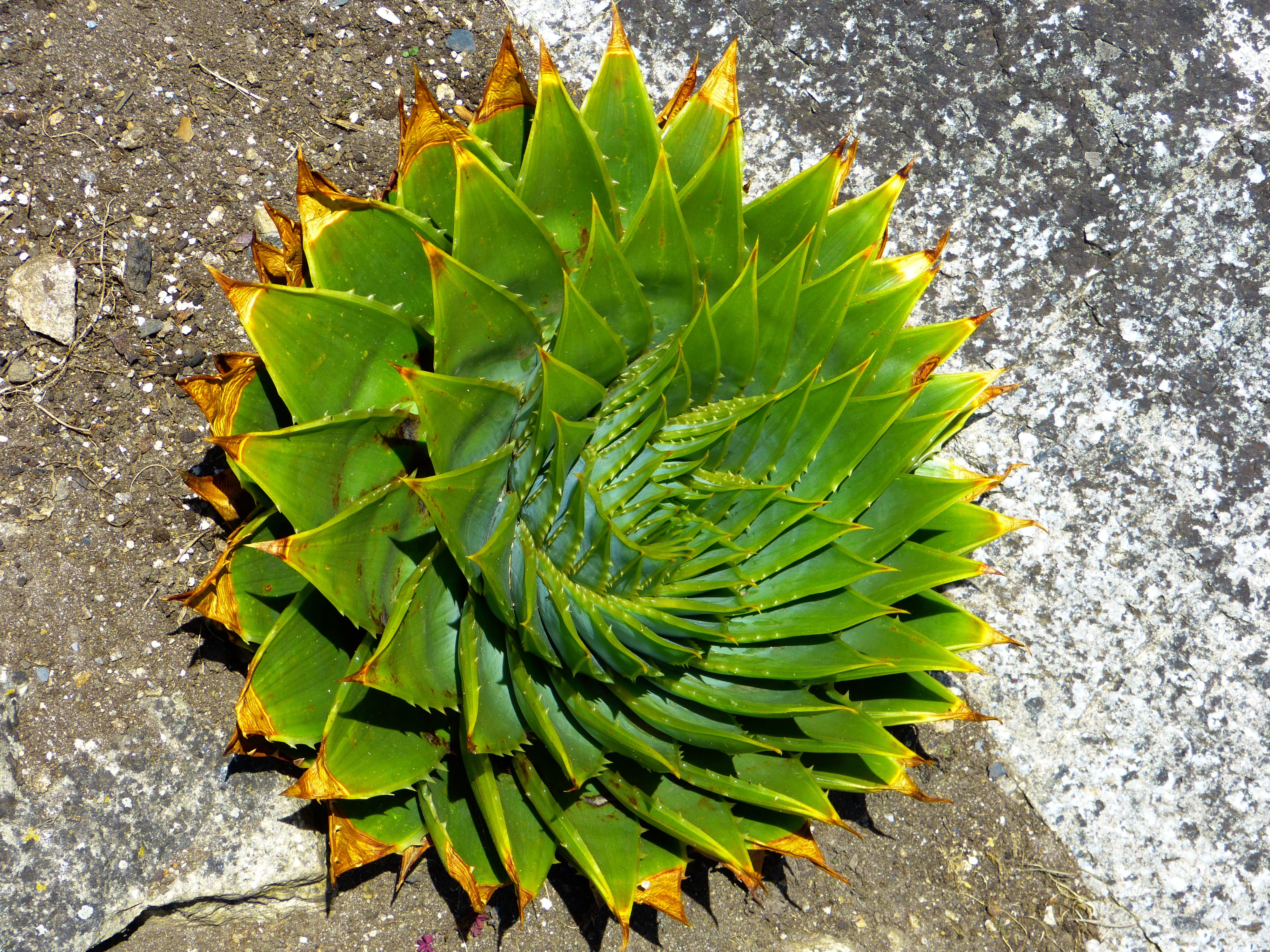 spiralaloe, beauty in nature, nature, outdoors, 4K, no people, green, natural pattern, plant, plant part, leaf, day, freshness, green color, spiral, aloe, HD Wallpaper