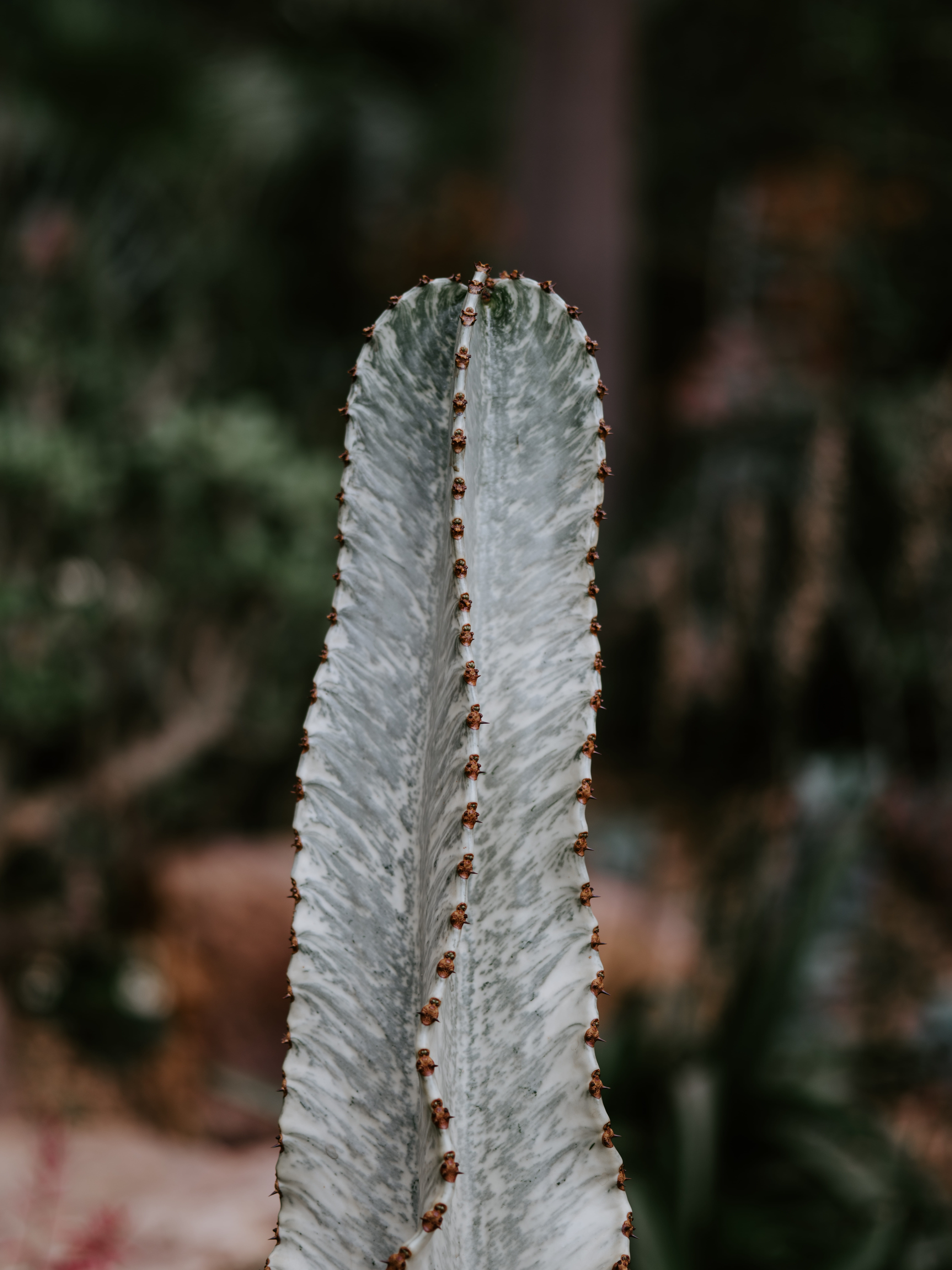 white color, abies, aloe, sunlight, greenhouse, snake, architecture, field, sharp, pattern, milk can, selective focus, close-up, 8K, cricket insect, tree, Phone HD Wallpaper