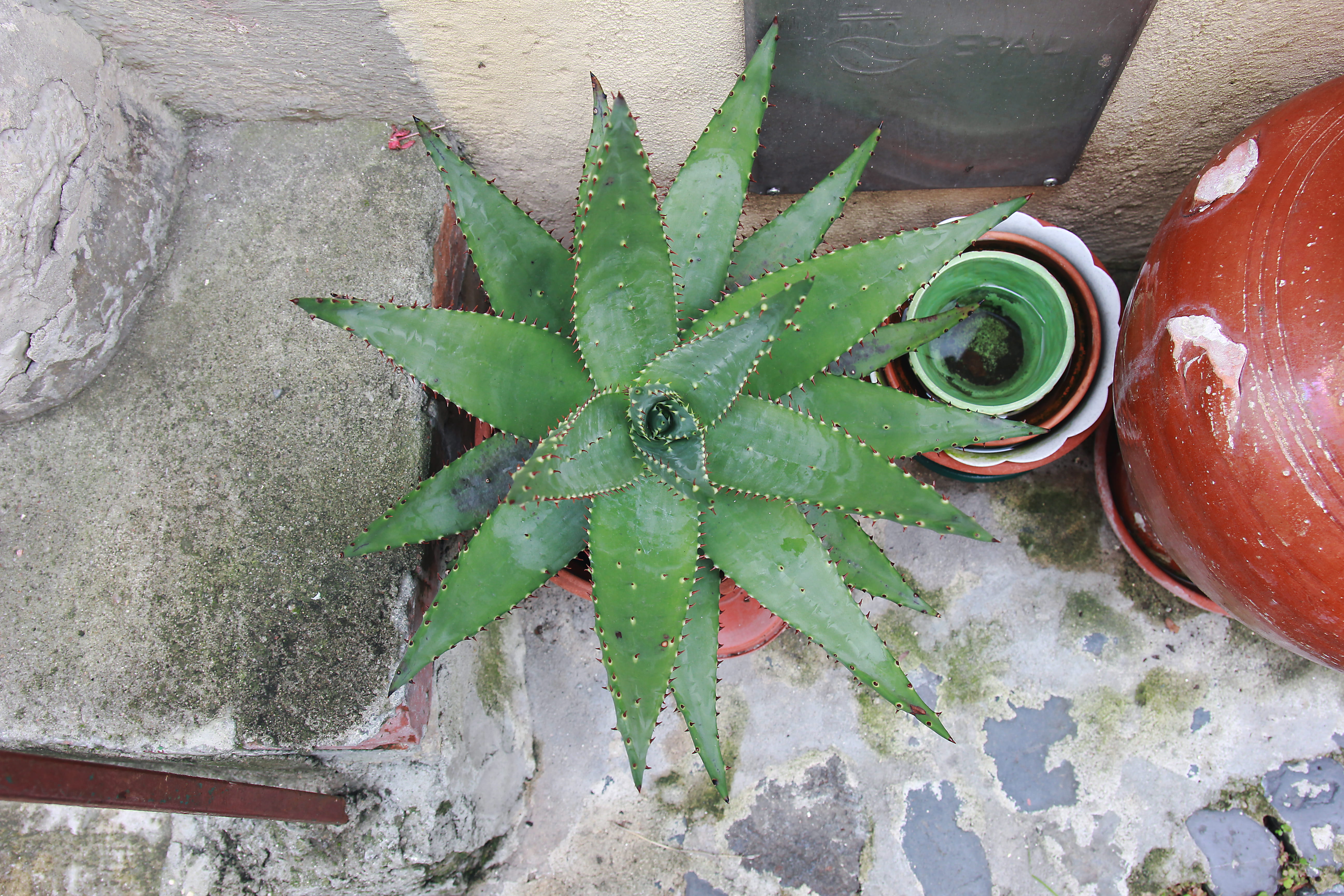 plant, photography, nature, street, agavaceae, 5K, flower, petal, jar, green color, spiral, succulent plant, growth, plant part, high angle view, potted plant, HD Wallpaper