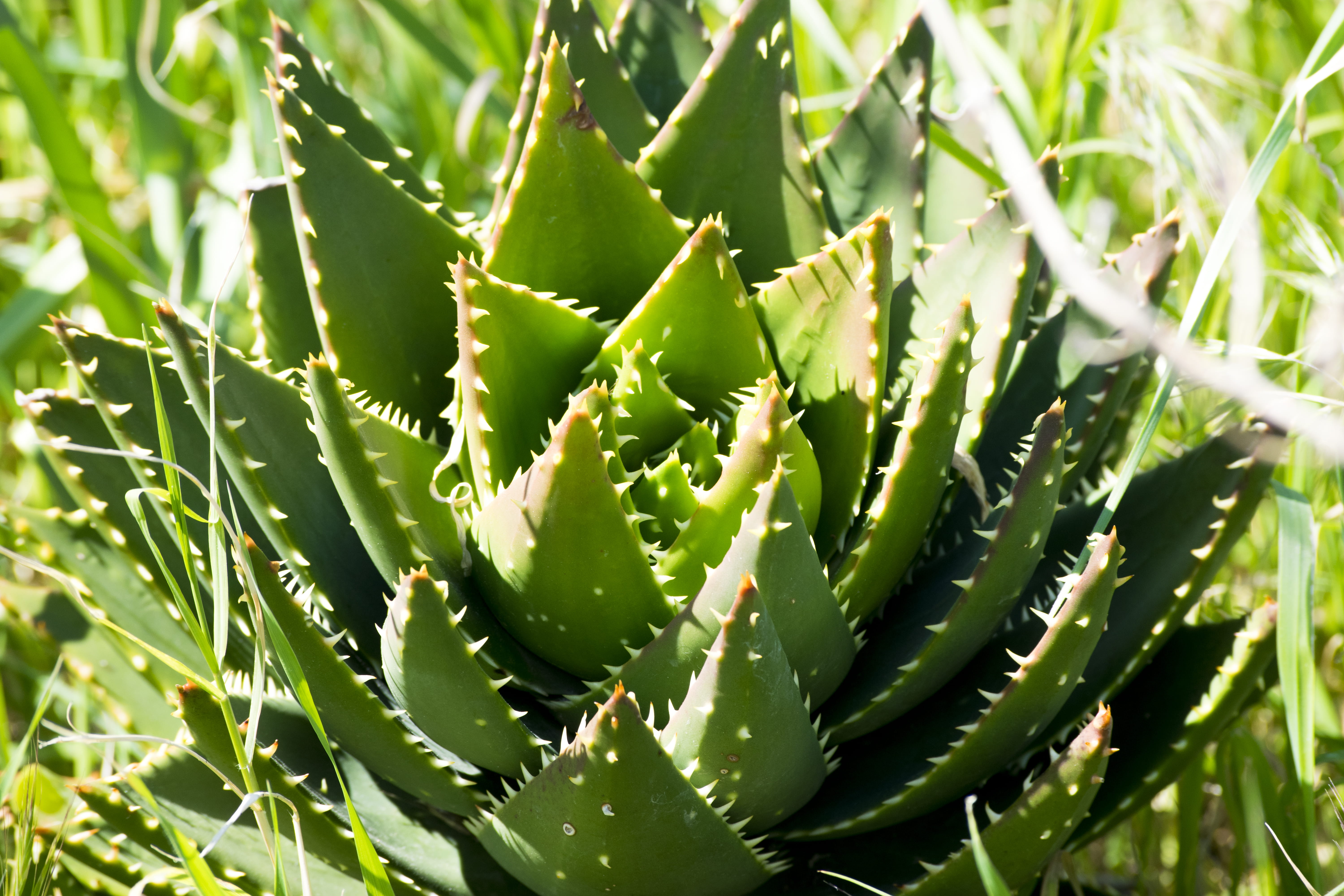 beauty in nature, bird, vegetation, animal, growth, close-up, cactus, backgrounds, photo, palm tree, aloe, close, day, thorn, herbs, nature, sunlight, vase, HD Wallpaper