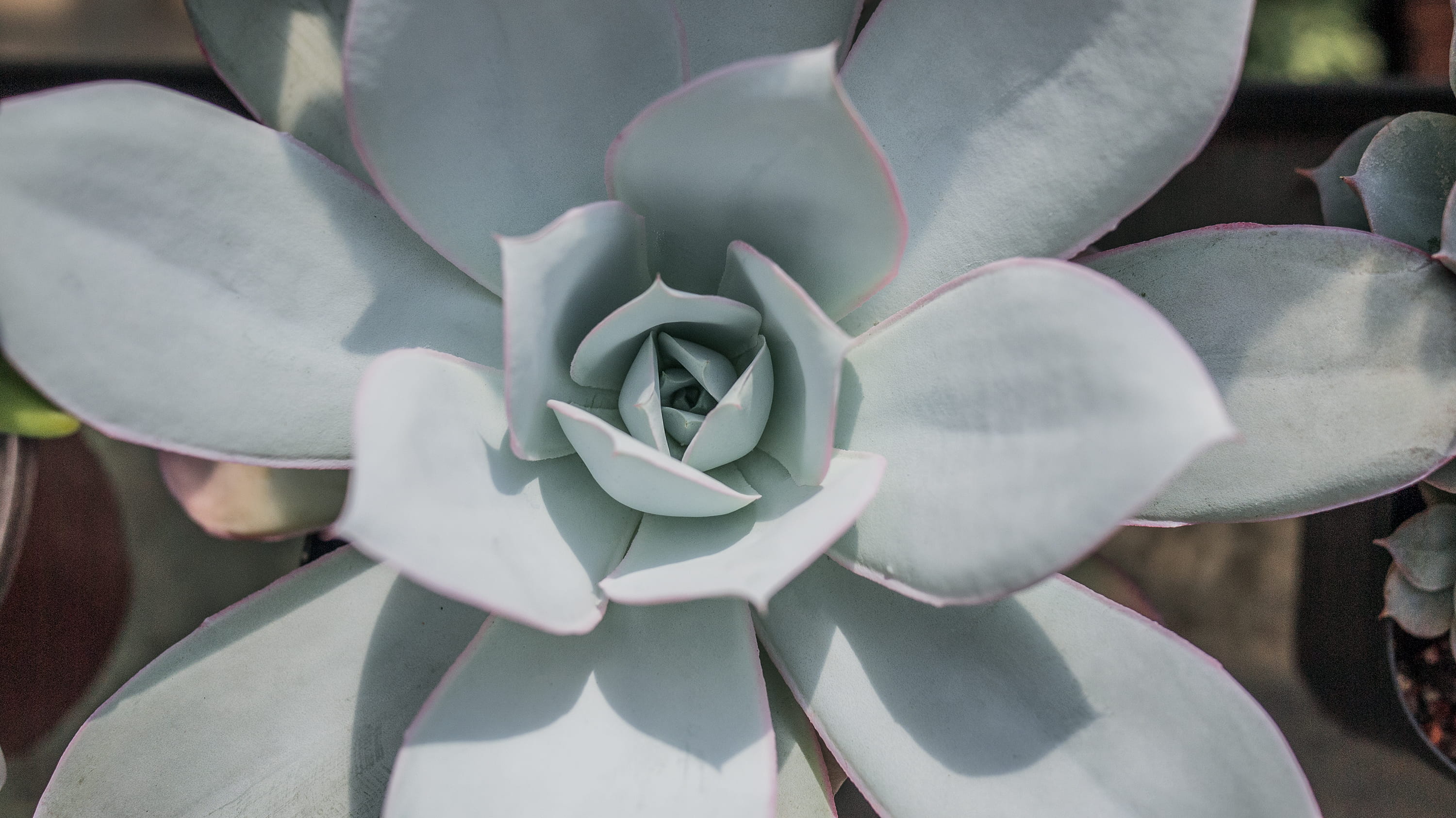 fragility, green, hat, leafed, close-up, inflorescence, flower, growth, droplet, pond lily, leaf, clothing, paper, origami, flowering plant, spring, springtime, HD Wallpaper