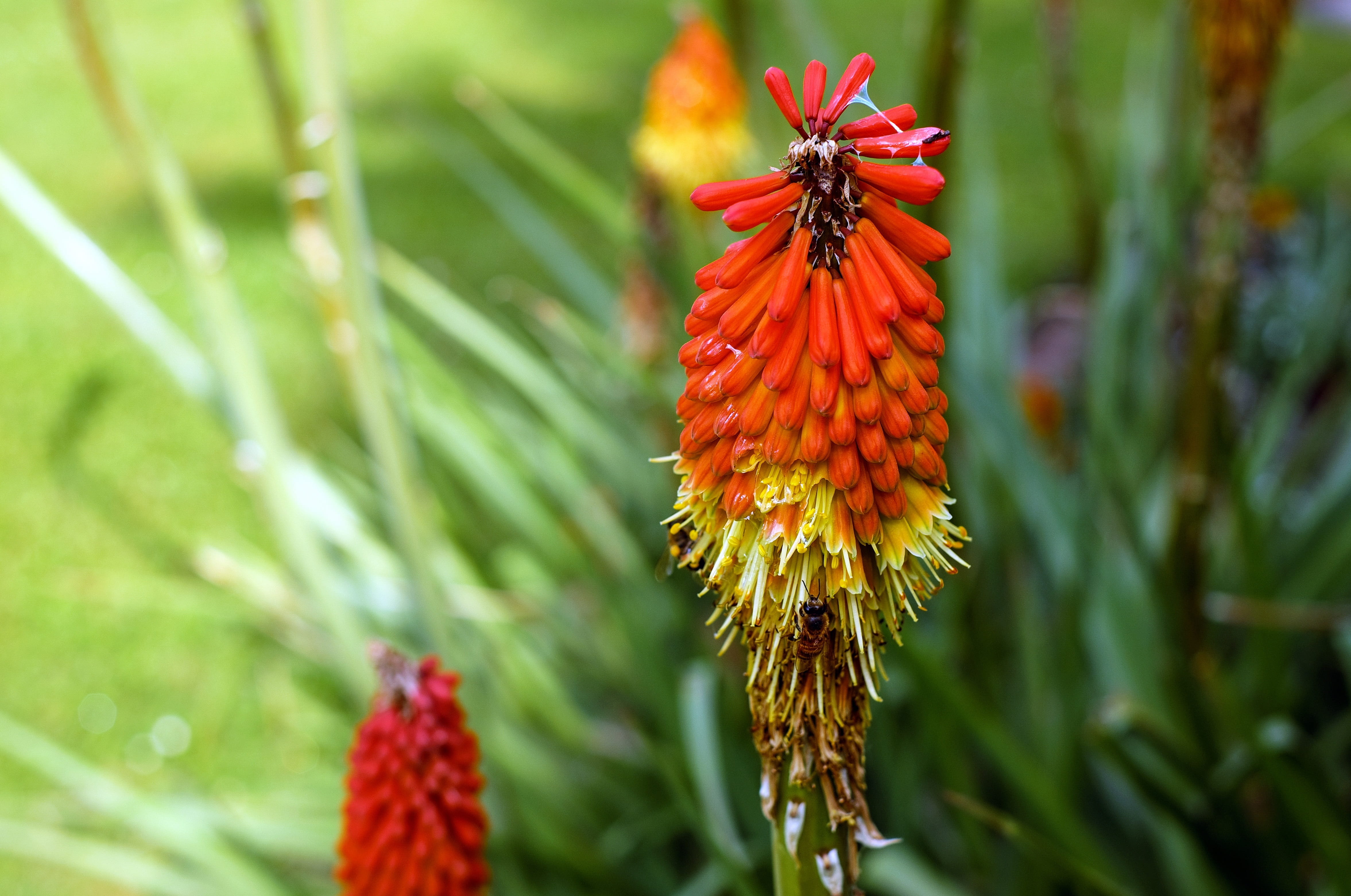 asphodelaceae, beauty in nature, freshness, plant, one animal, fruit, Blossom, flower, orange color, fragility, Bloom, vulnerability, outdoors, green Color, HD Wallpaper