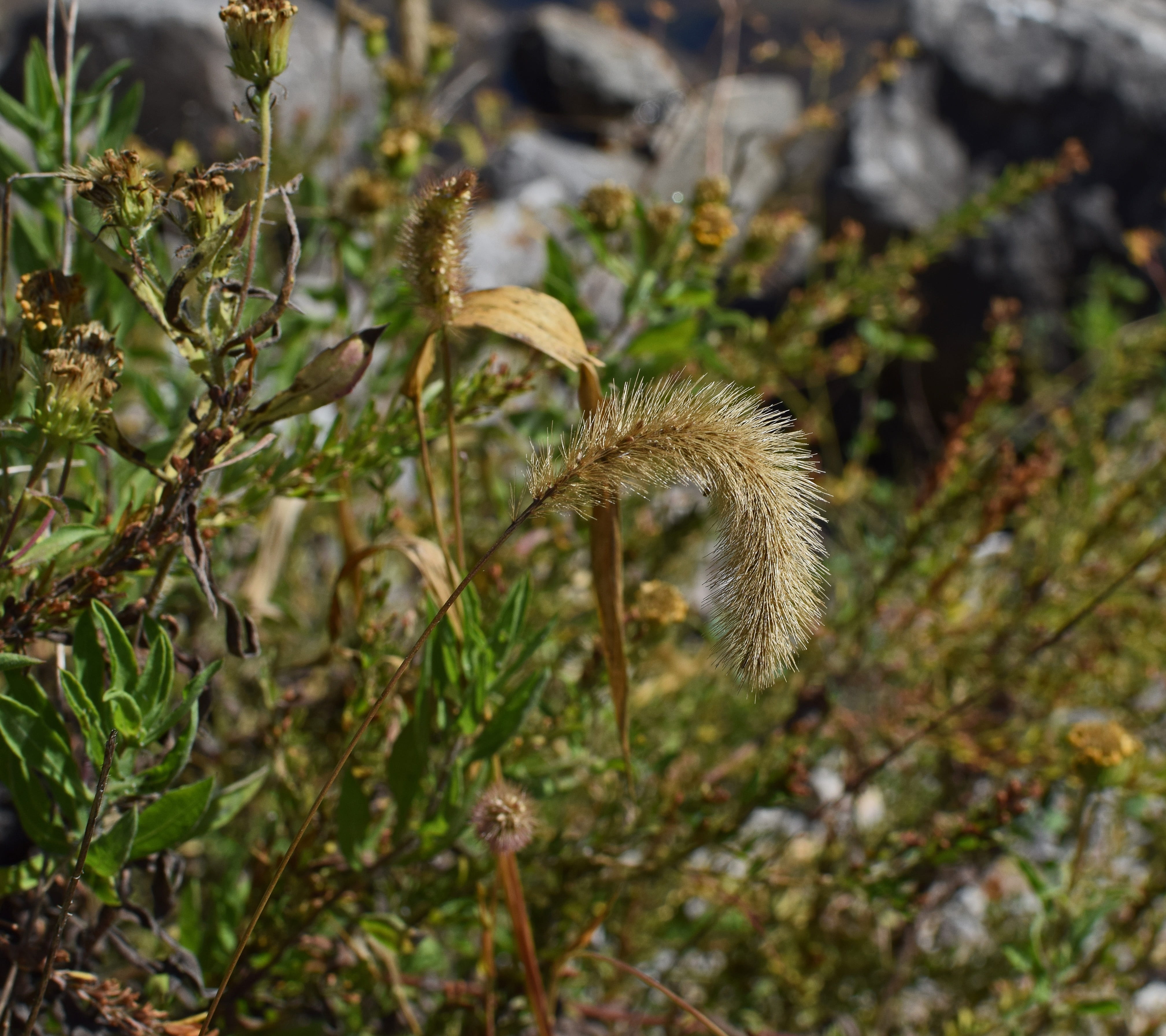 beauty in nature, flower, plant, fuzzy, leaf, field, 4K, fall, focus on foreground, plant stem, nature, tree, no people, land, dry, close-up, wilted plant, HD Wallpaper