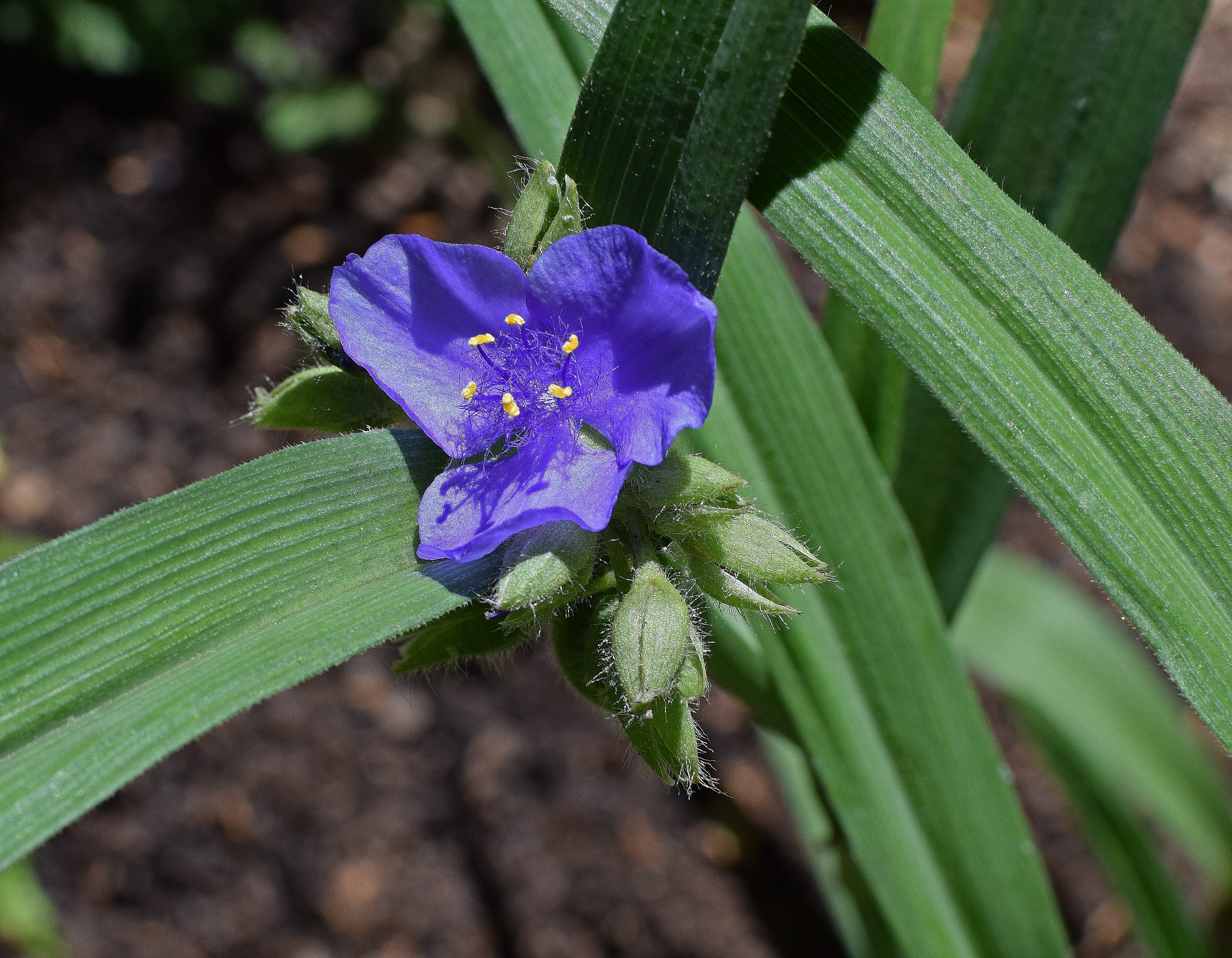 spring, 2K, flowering plant, plant, leaf, monocot, beauty in nature, day, garden, purple, vulnerability, outdoors, inflorescence, focus on foreground, HD Wallpaper