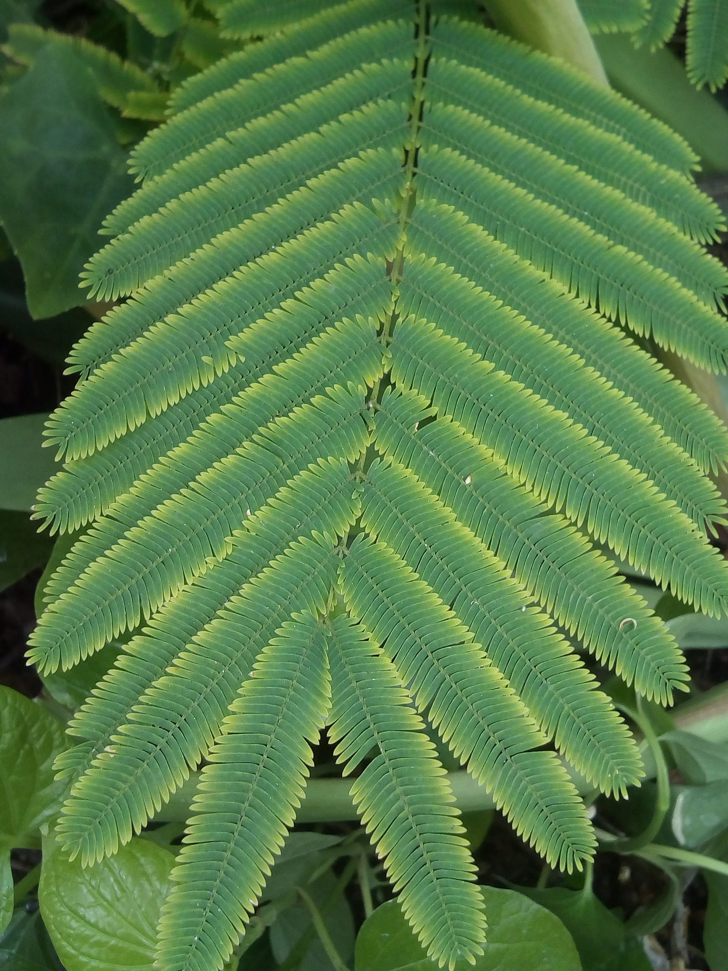 fern, Green, leaf vein, tranquility, Monocots, botany, green, day, 2K, leaf, close-up, plant, growth, leaves, green color, nature, natural pattern, backgrounds, Phone HD Wallpaper