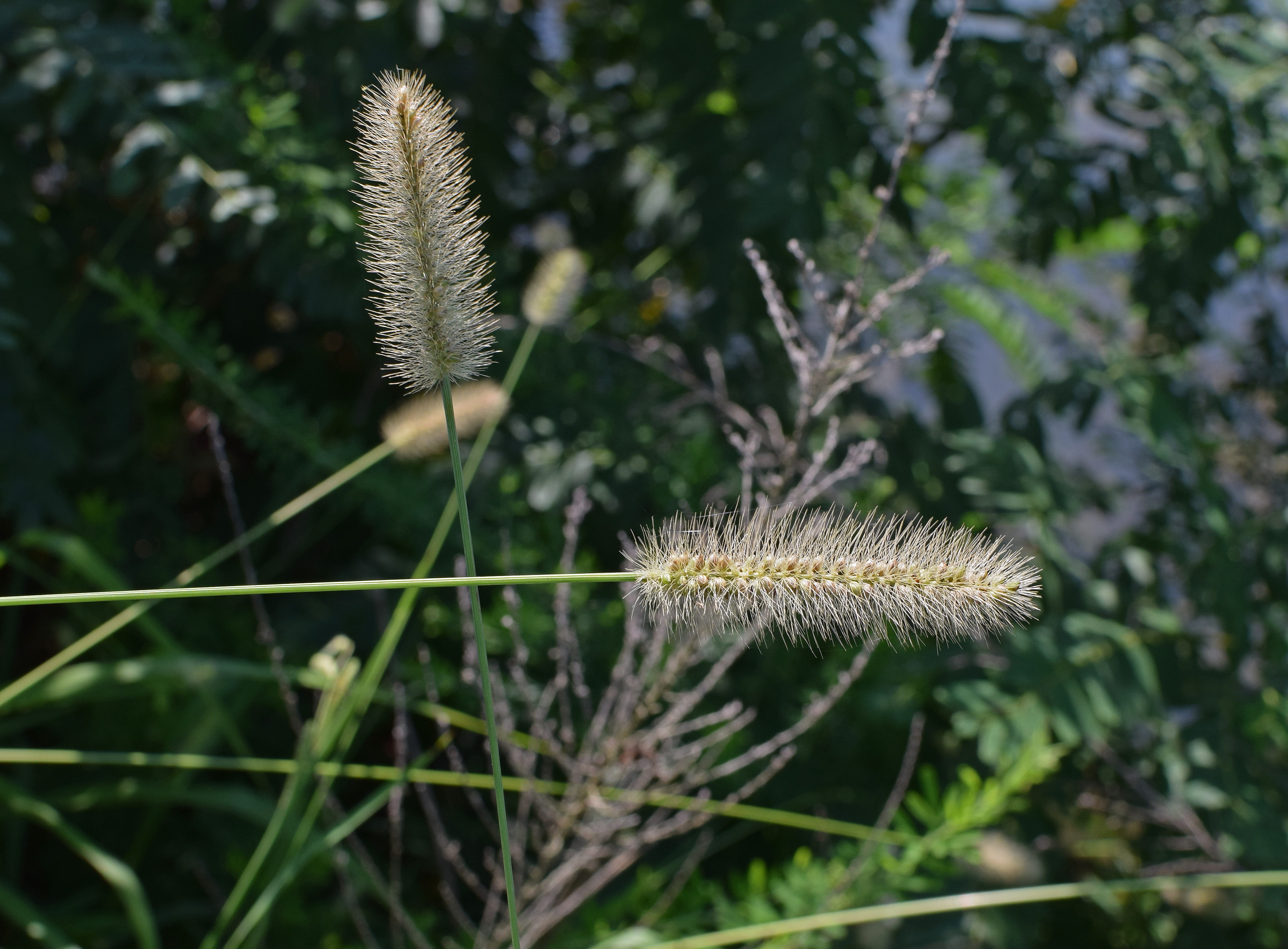 land, flowering plant, monocot, seed, beauty in nature, nature, growth, 4K, squirrel-tailed grass, outdoors, close-up, vulnerability, tranquility, fuzzy, HD Wallpaper