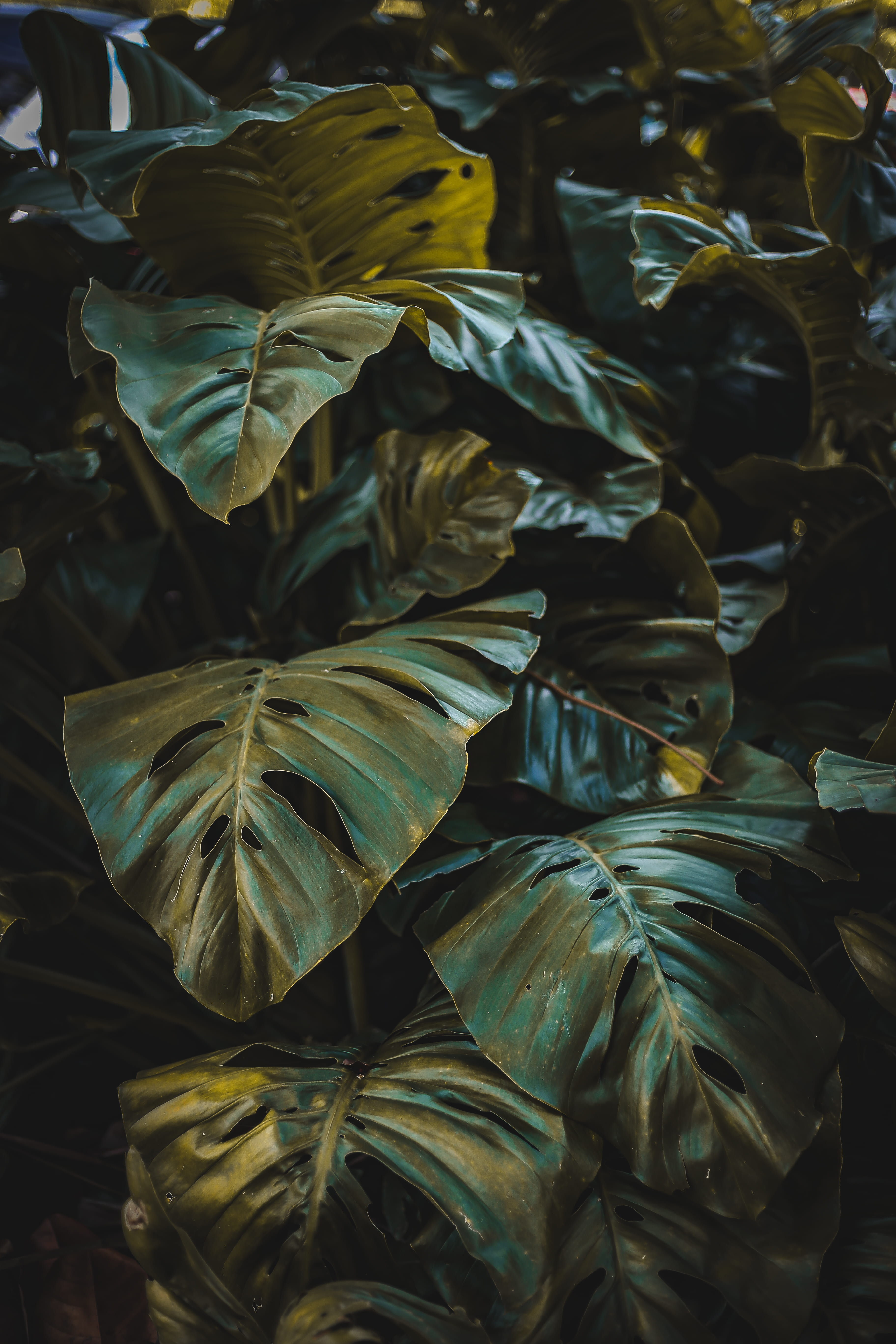 organic, beauty In Nature, botany, natural, freshness, pattern, stem, surface, planta, growth, green, forest, green Color, vein, outdoors, closeup, leafed, Phone HD Wallpaper