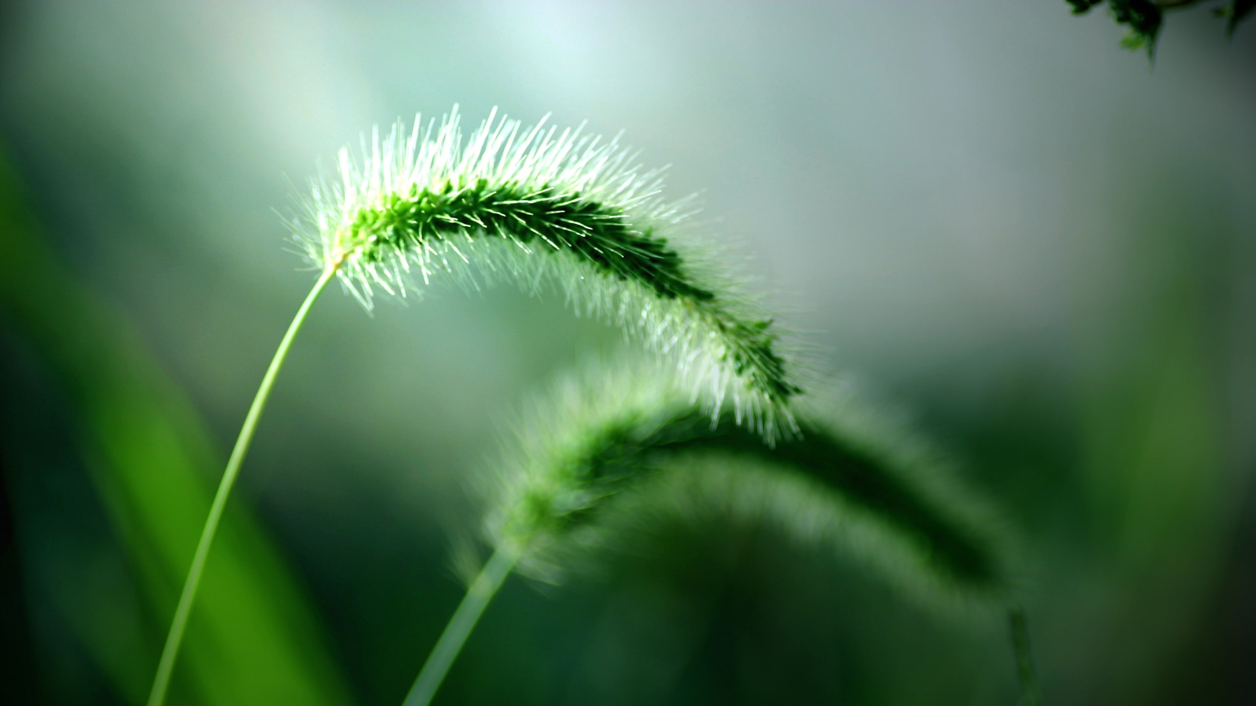 planta, silvestre, 2K, naturaleza, espiga, HD Wallpaper
