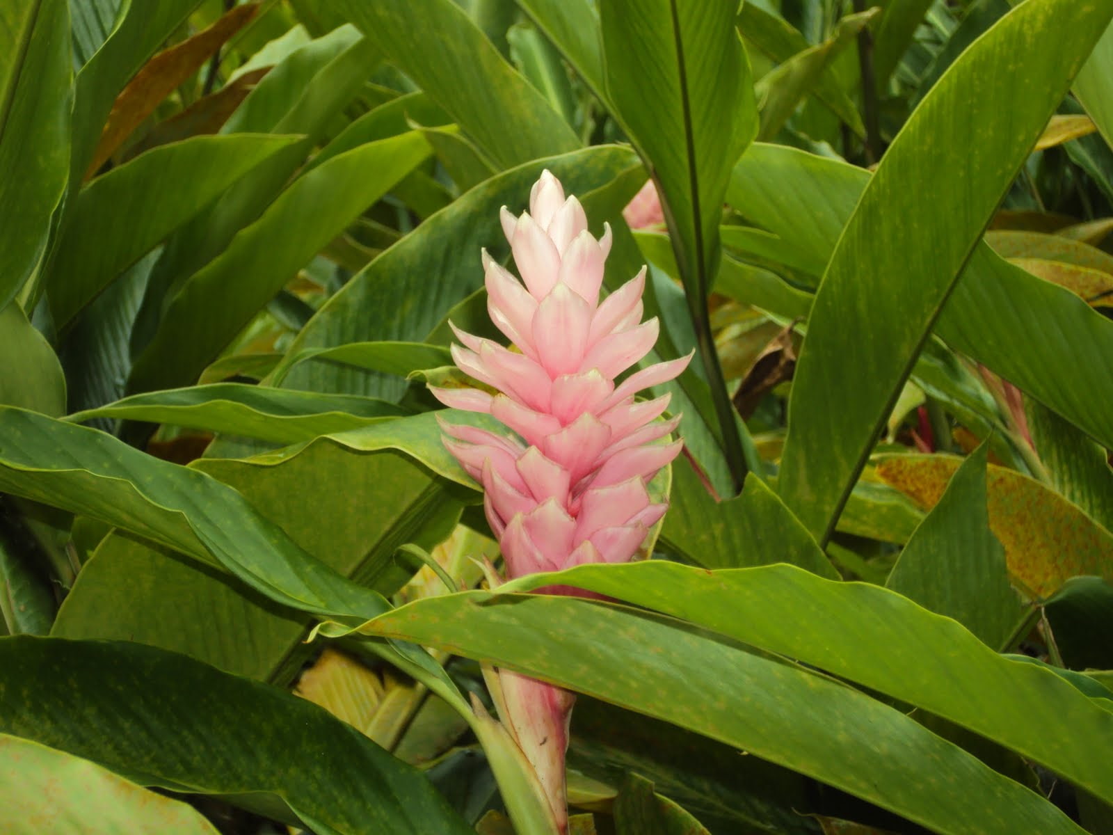 day, fragility, 720P, plant, flower head, vulnerability, growth, no people, naturaleza, pink color, inflorescence, plant part, tropical, nature, flor, HD Wallpaper