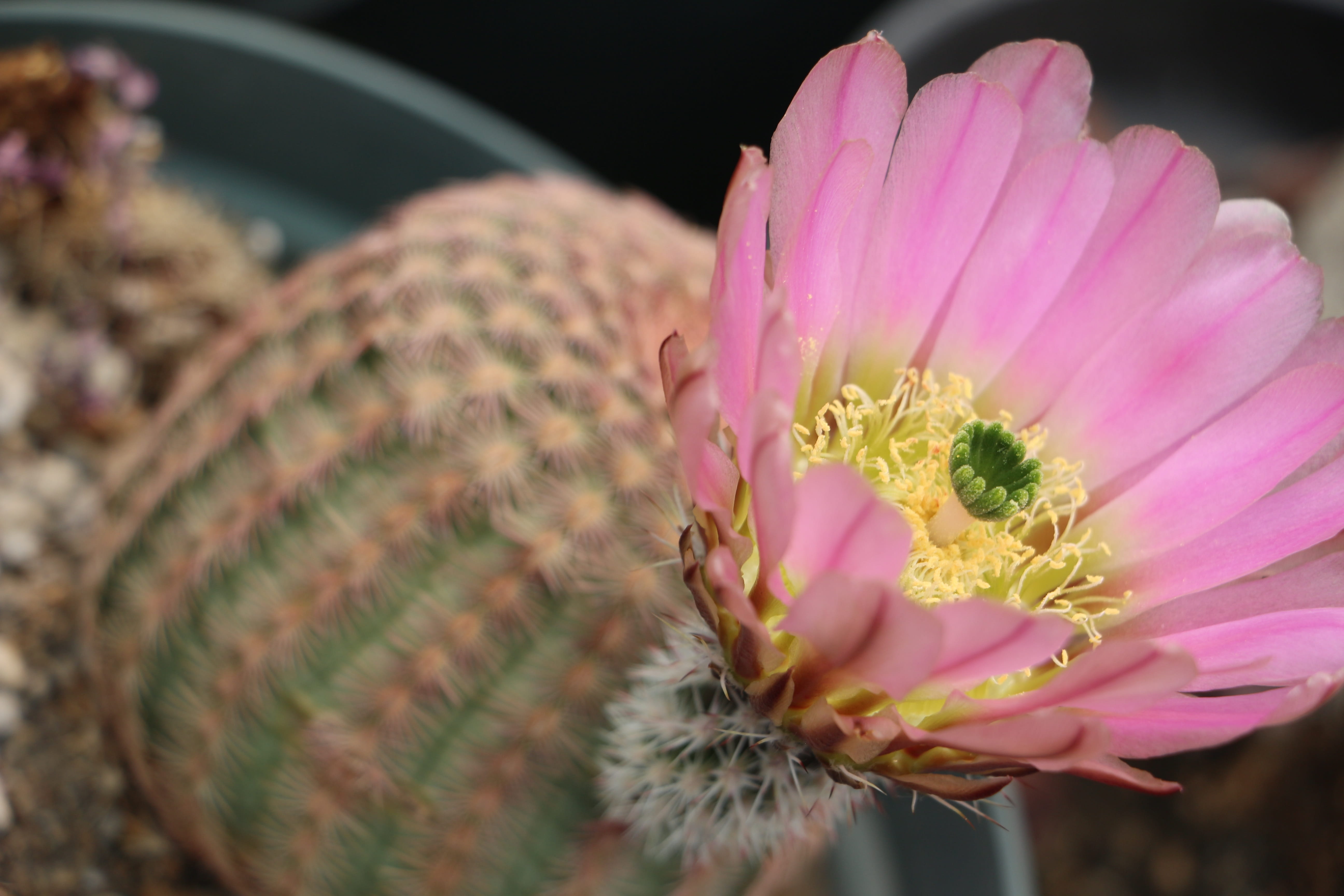 nature, vulnerability, cactus, flower head, inflorescence, pollen, beauty in nature, flores, 5K, plant, animals in the wild, no people, plantas, petal, HD Wallpaper
