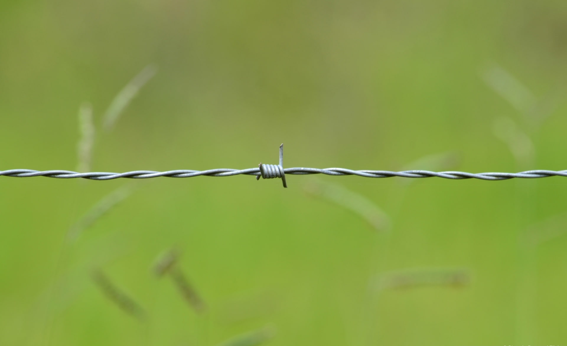 outdoors, boundary, natureza, Aero, barbed wire, planta, spiked, green, twisted, plant, metal, wire, security, safety, protection, nature, arame, Macro, HD Wallpaper