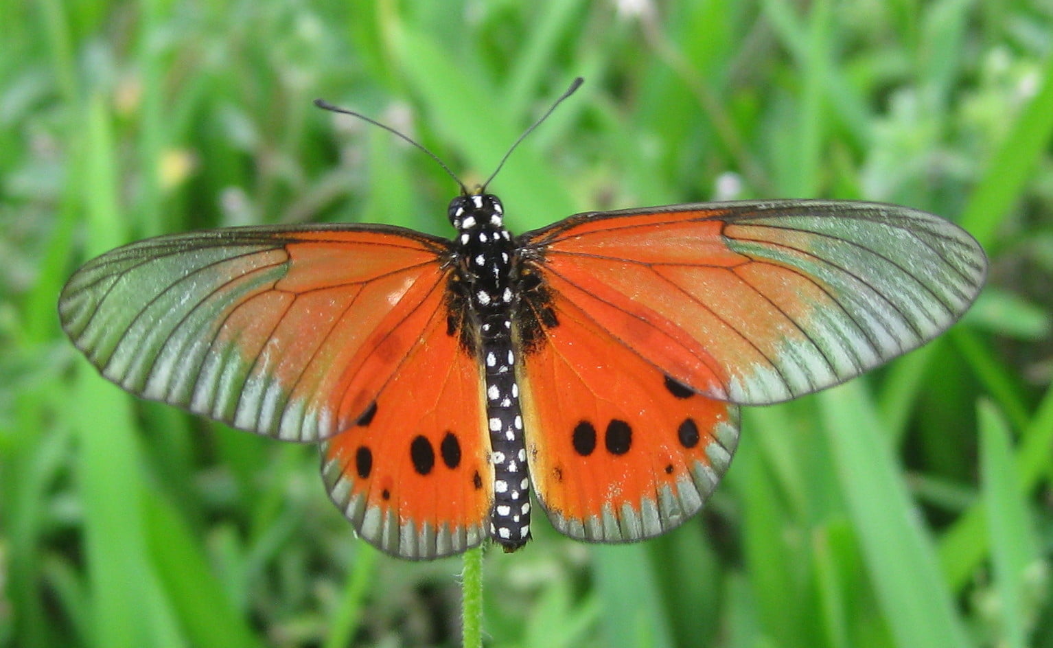 beauty In Nature, Acraea igola, animal Wing, Acraeinae, orange, close-up, green Color, focus, Pemba  Mozambique, Lepidoptera, taxonomy, 720P, selective focus, HD Wallpaper
