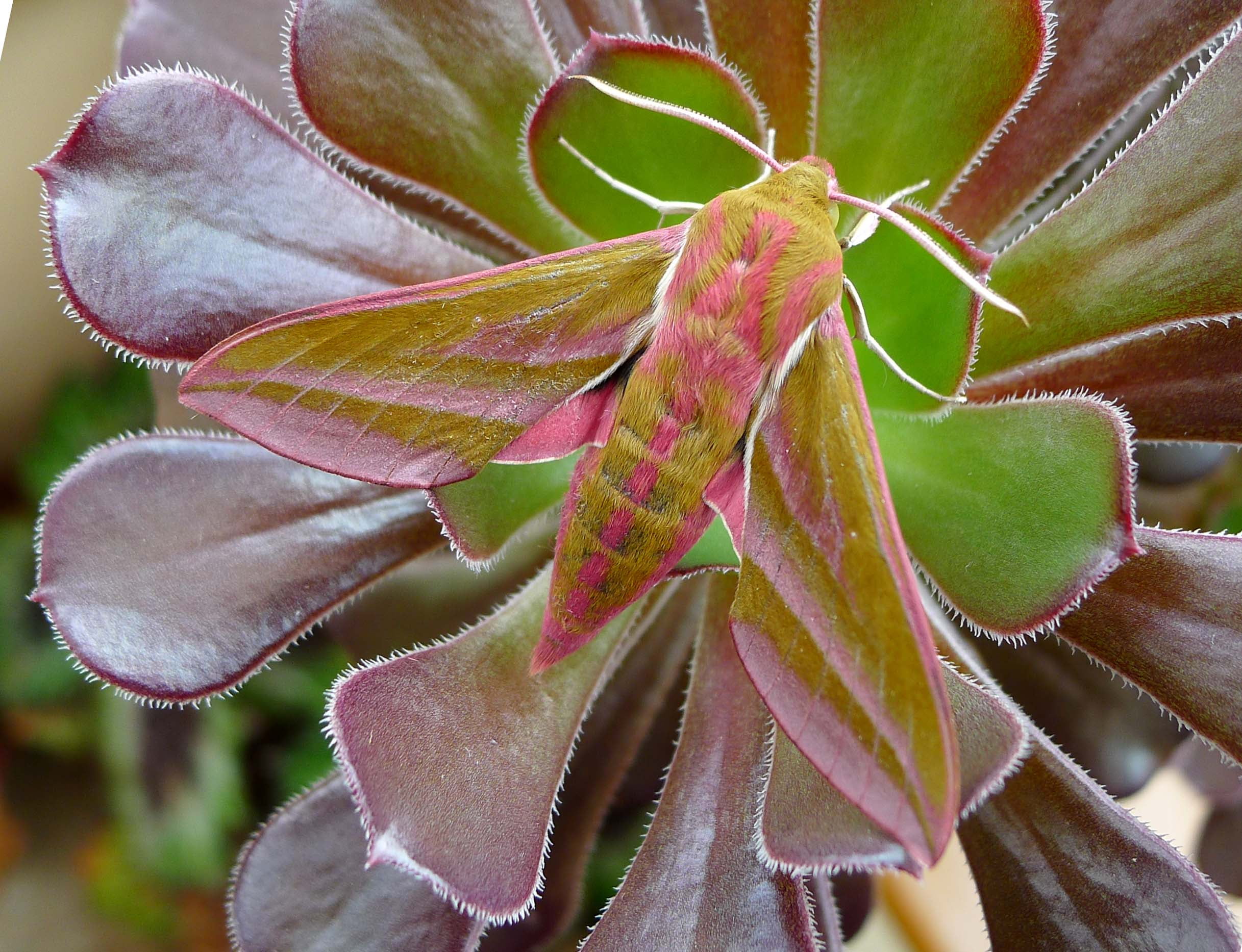 1080P, elephant, Deilephila  elpenor, hawkmoth, taxonomy, Elephant Hawkmoth, Deilephila elpenor, leaf, binomial, close-up, deilephila, plant, moth, nature, HD Wallpaper