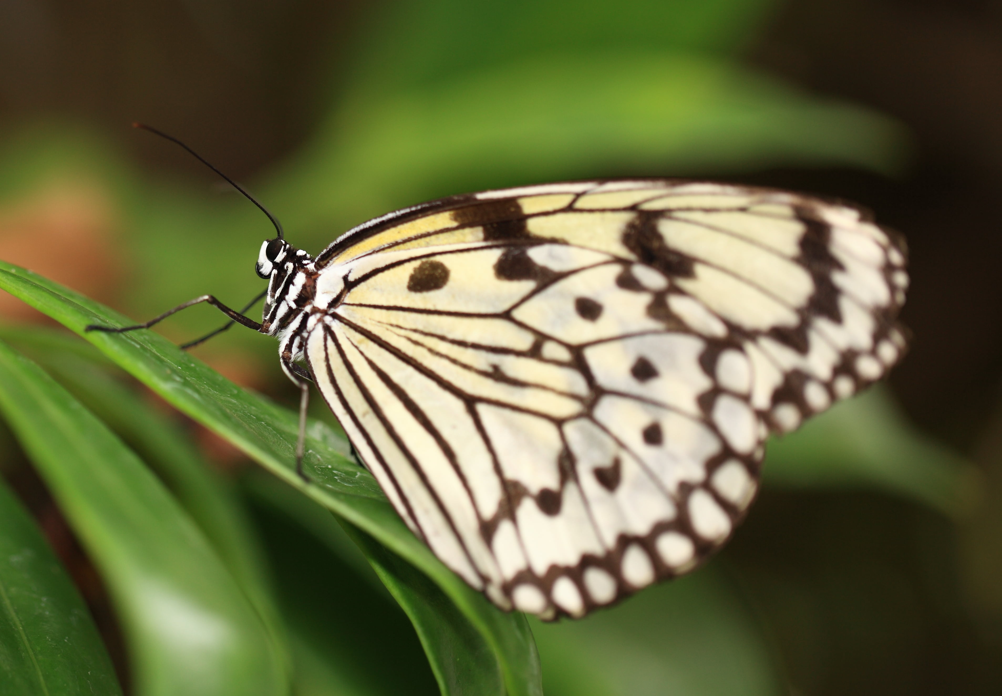 taxonomy, black butterfly, summer, Tree Nymph, binomial, 5D  Mark II, linear, resolution, Idea  leuconoe, leuconoe, macro, nature, idea, animal, black, HD Wallpaper