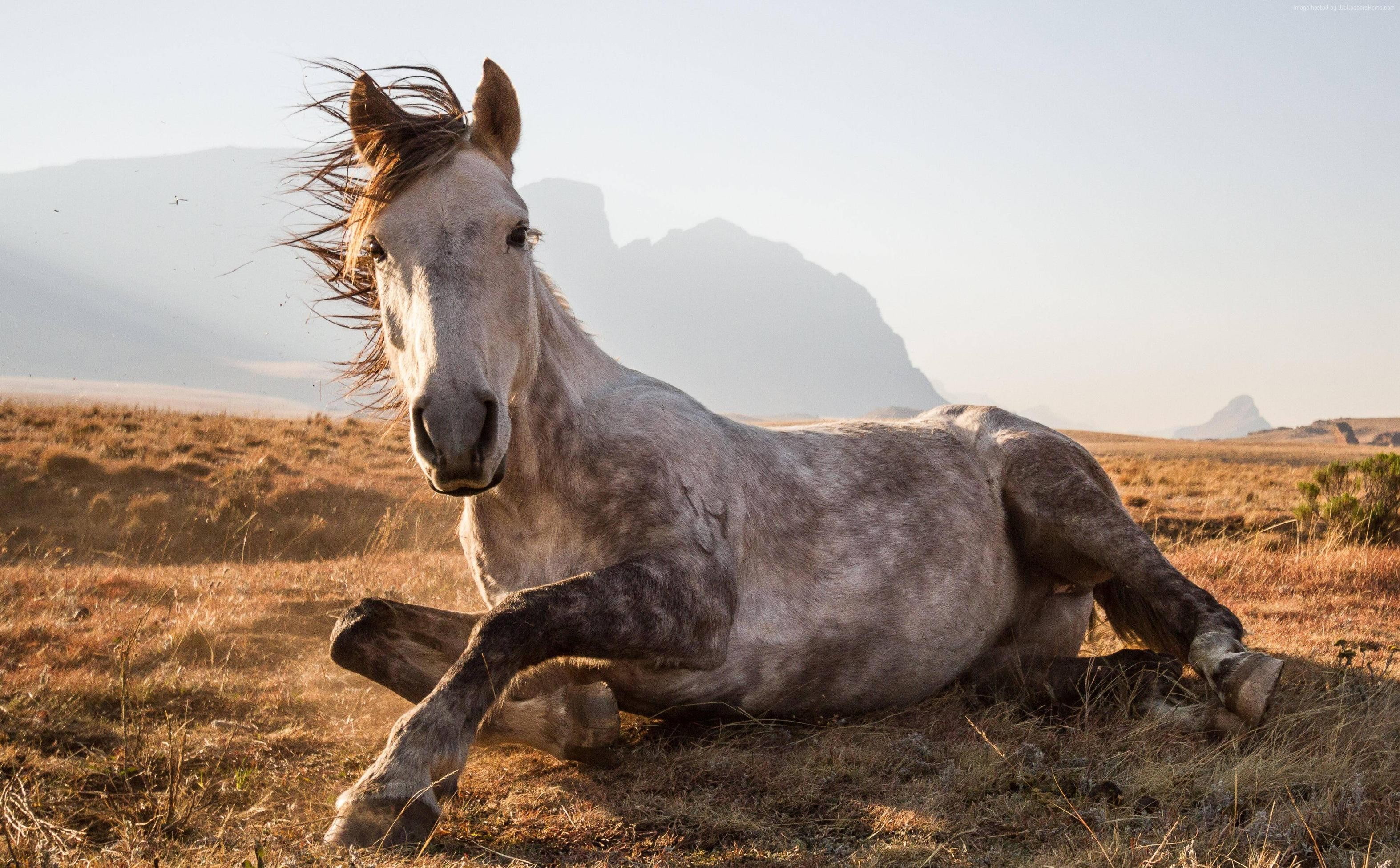 Horse, National Geographic Traveler Photo Contest, Sehlabathebe National Park, Lesotho, 2K, HD Wallpaper