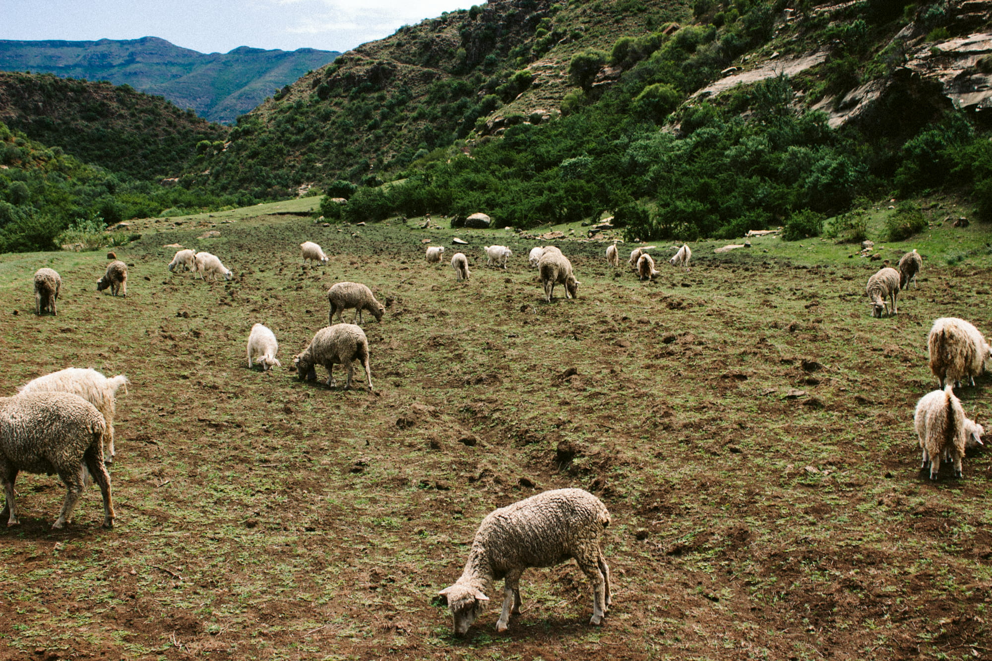 mountain, land, group of animals, lesotho, domestic, pets, mammal, plant, herd, livestock, outdoors, nature, no people, animal, grass, sheep, field, animal themes, HD Wallpaper