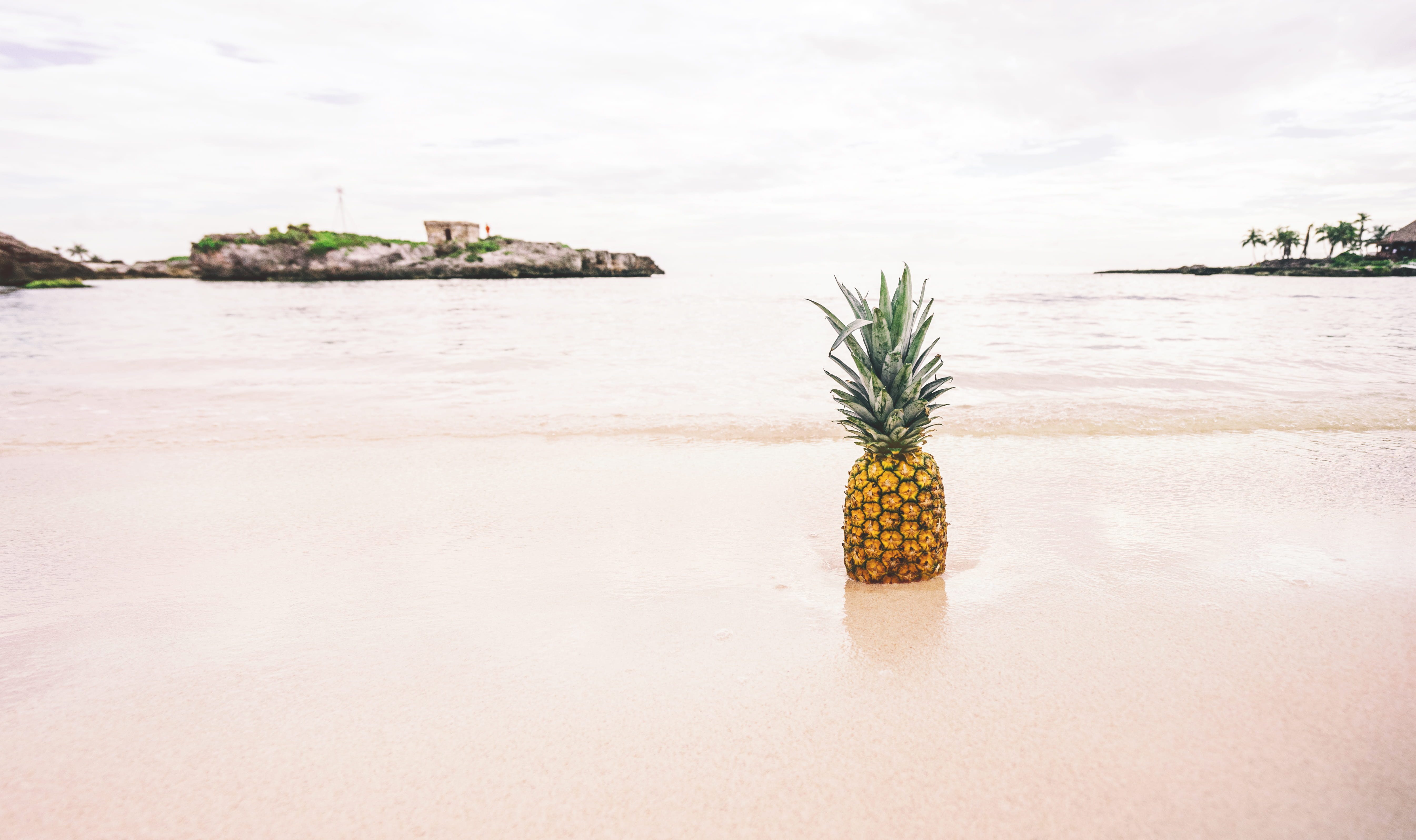 day, tranquil scene, waterfront, potted plant, water, palm tree, seashore, scenics - nature, tropical, pineapple, land, cloud - sky, ocean, horizon, nature, HD Wallpaper
