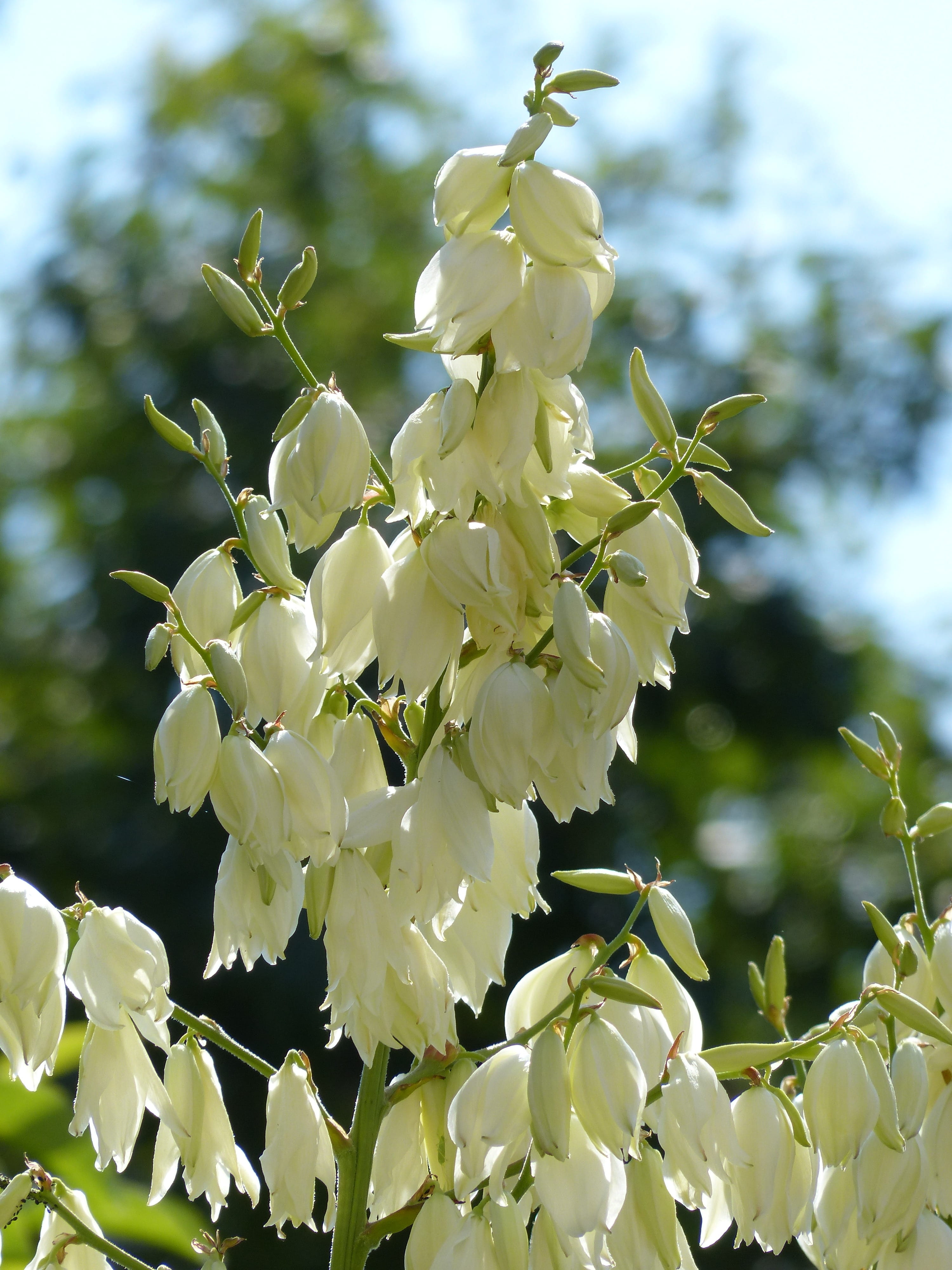 botany, day, tree, white, yucca filamentosa, flowers, beauty in nature, flower, 4K, outdoors, growth, yucca, shrub, focus on foreground, fragility, flowering plant, Phone HD Wallpaper