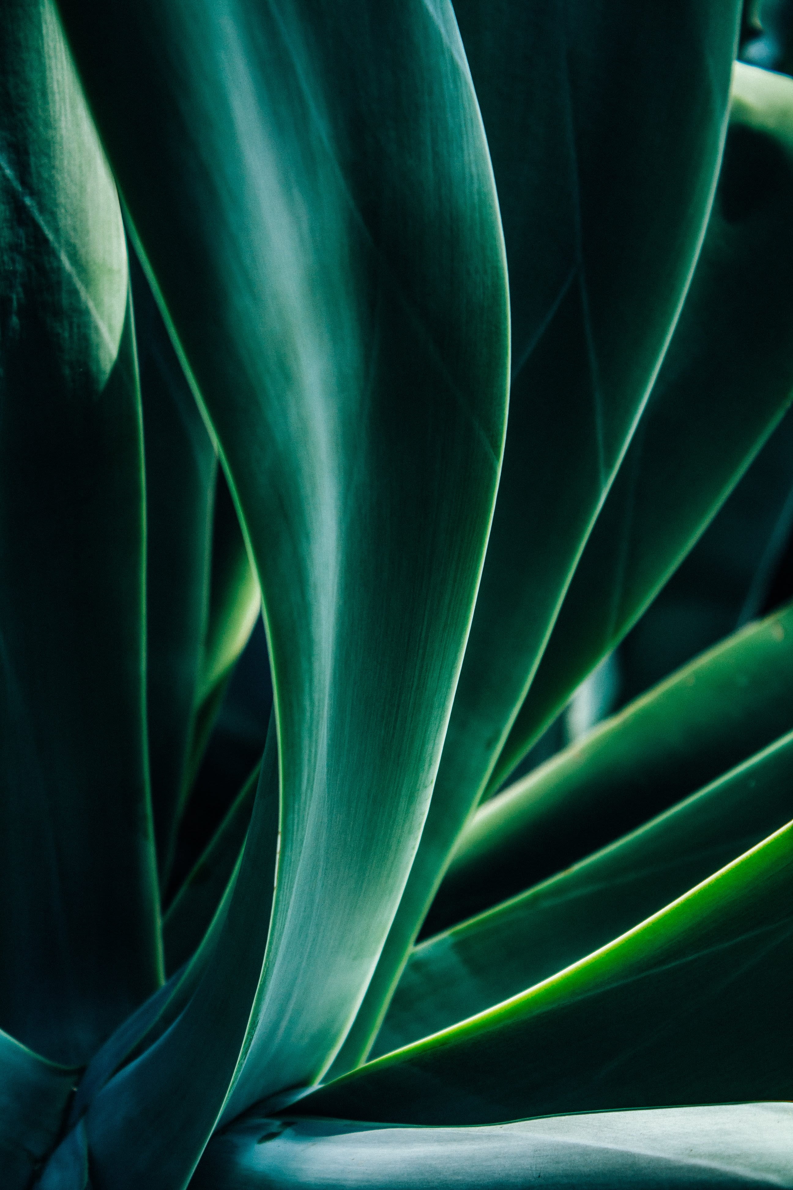 flowering plant, pipeline, nature, no people, blossom, fractal, plant part, plant, palm tree, light, beauty in nature, tree, full frame, macro, art, arecaceae, Phone HD Wallpaper