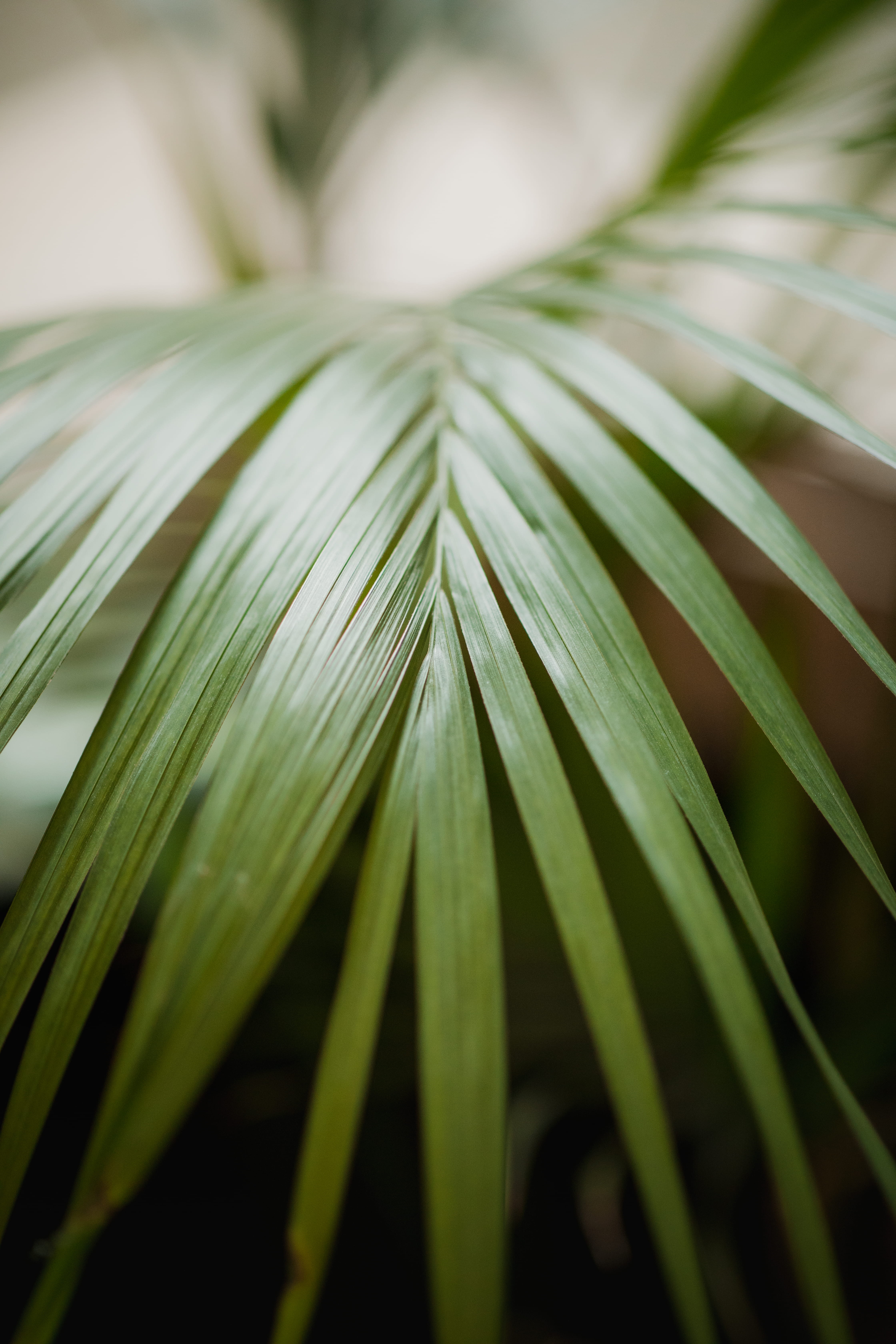 plant, sprout, nature, tropical climate, grass, day, palm leaf, natural pattern, leaf, beauty in nature, arecaceae, food, 5K, fruit, no people, selective focus, Phone HD Wallpaper