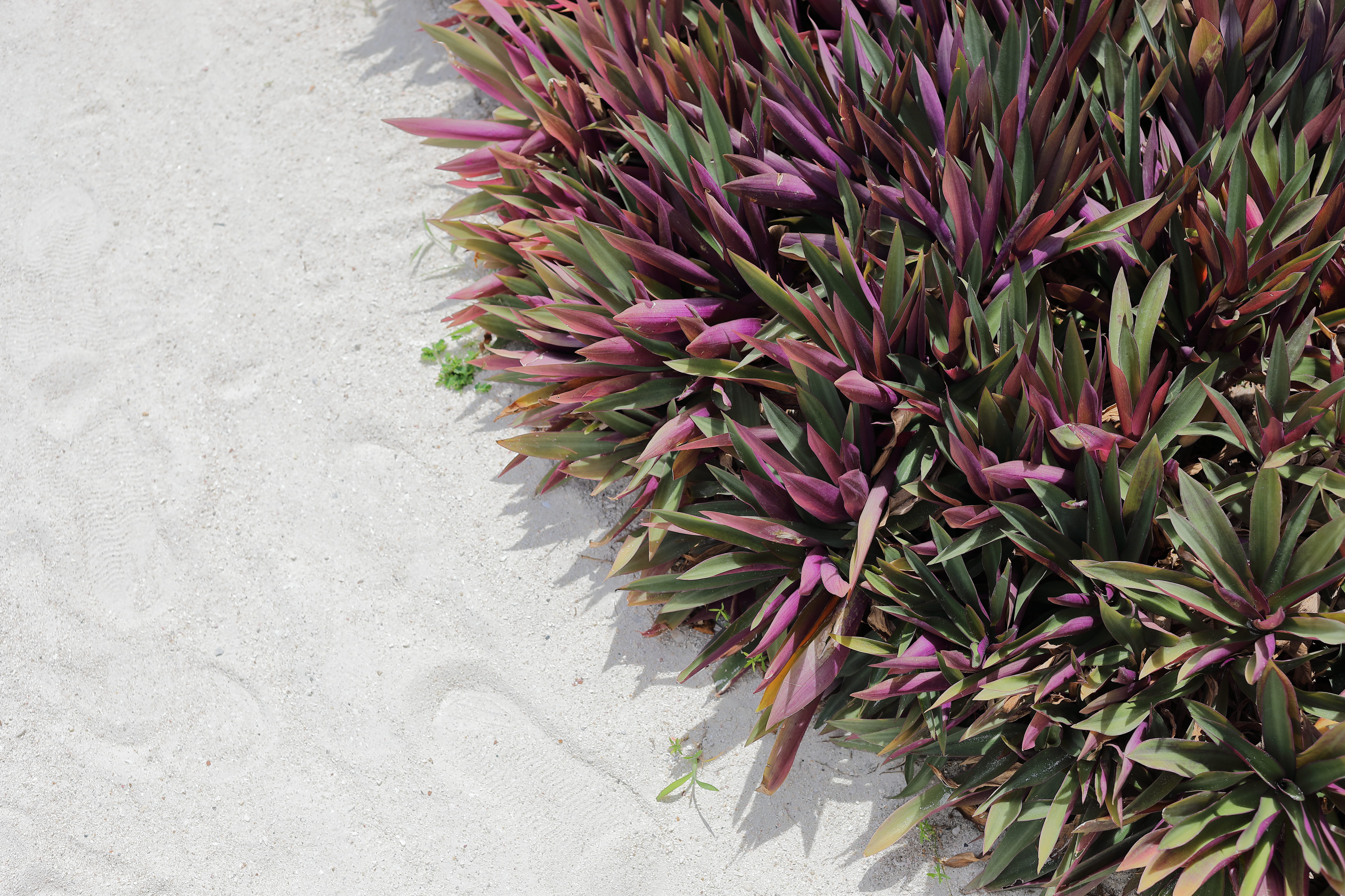 koh lipe, flower head, high angle view, outdoors, freshness, petal, flowering plant, beauty in nature, blossom, thailand, pink color, sand, sea anemone, HD Wallpaper