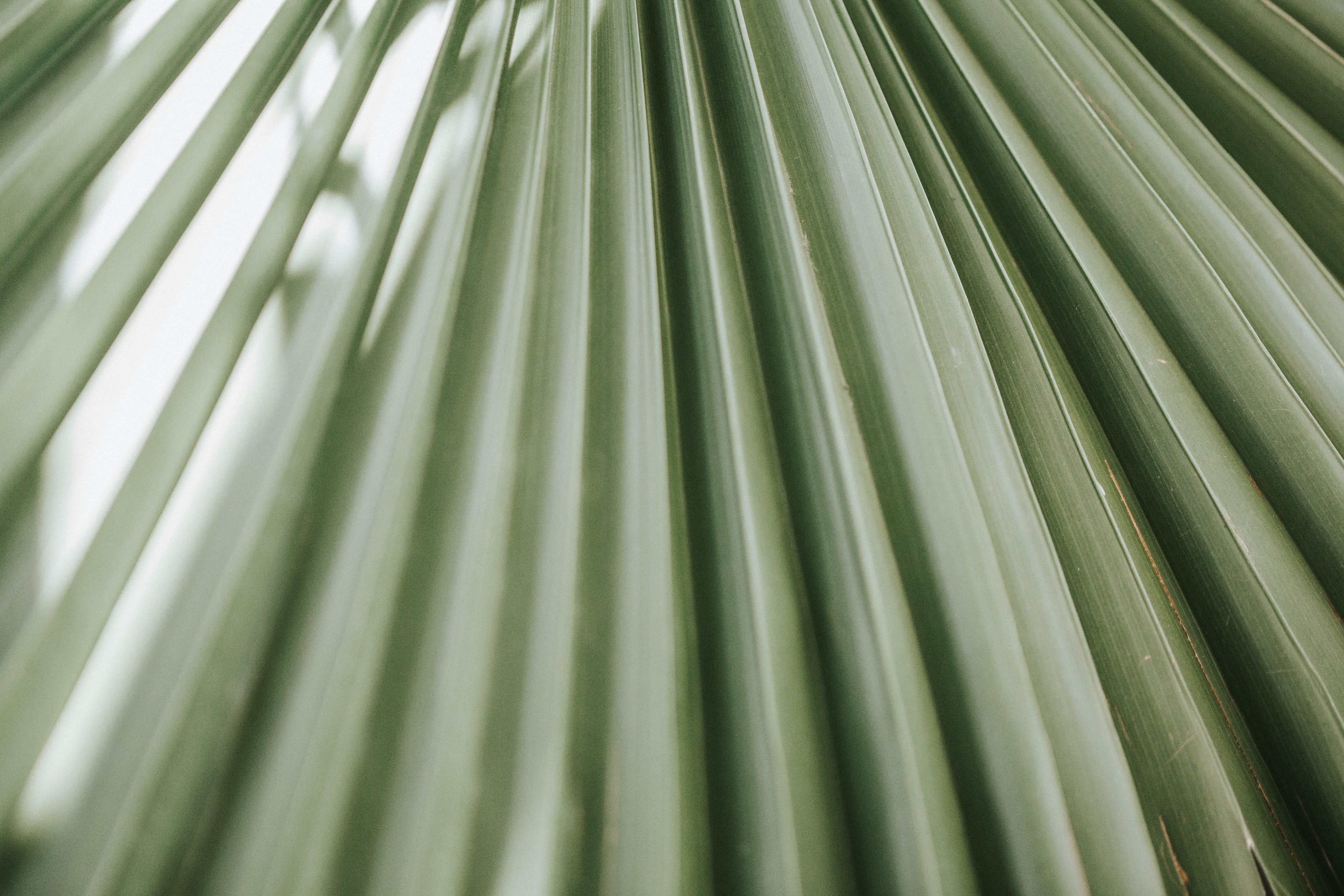 hornet, backgrounds, natural pattern, beauty in nature, 5K, arecaceae, green color, wasp, pattern, veins, plant part, insect, growth, cricket insect, blossom, HD Wallpaper