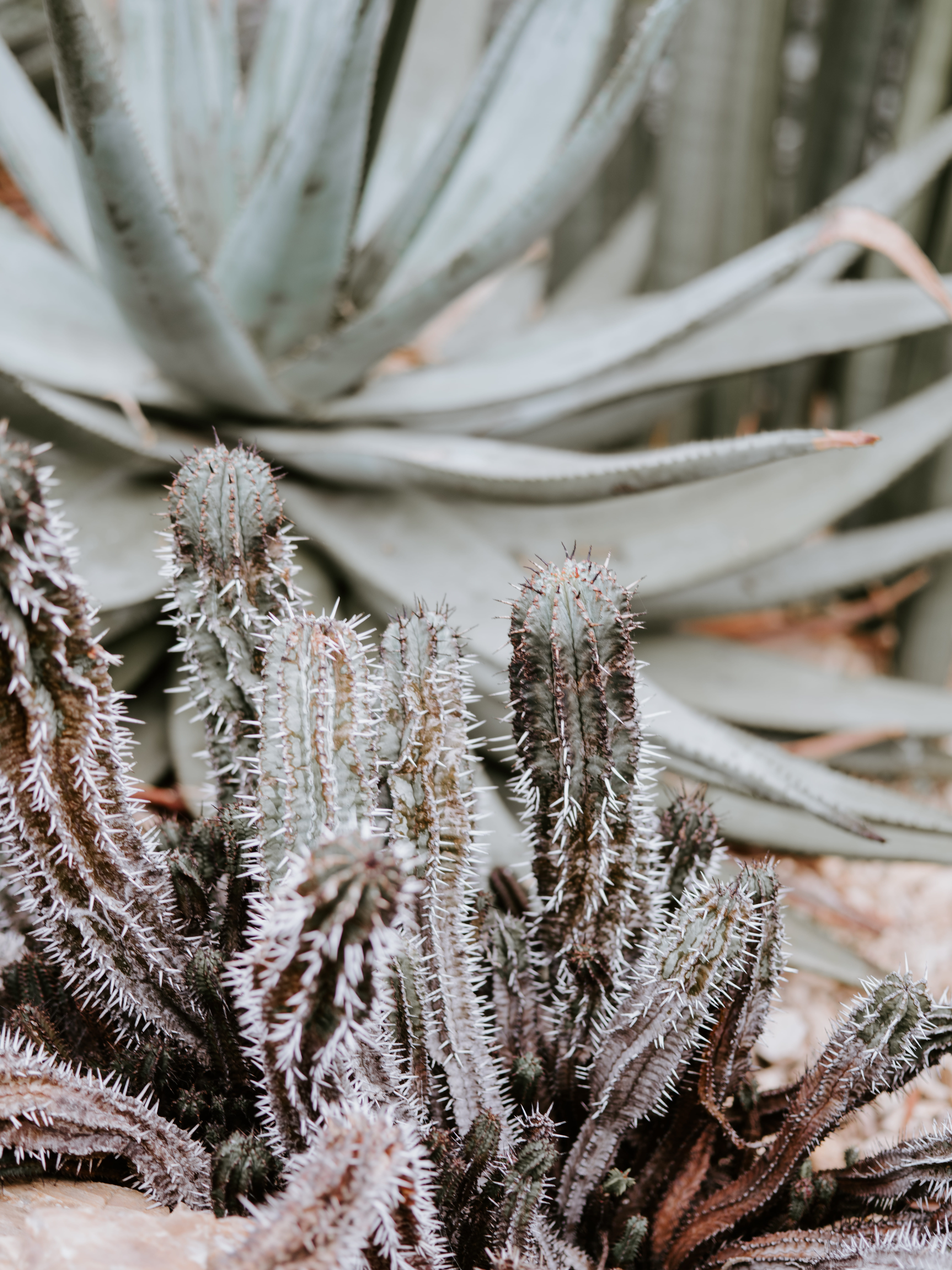 close-up, frozen, snow, aloe, ice, plant, closeup, tarantula, cactus, bud, selective focus, agavaceae, focus on foreground, arachnid, growth, winter, nature, Phone HD Wallpaper