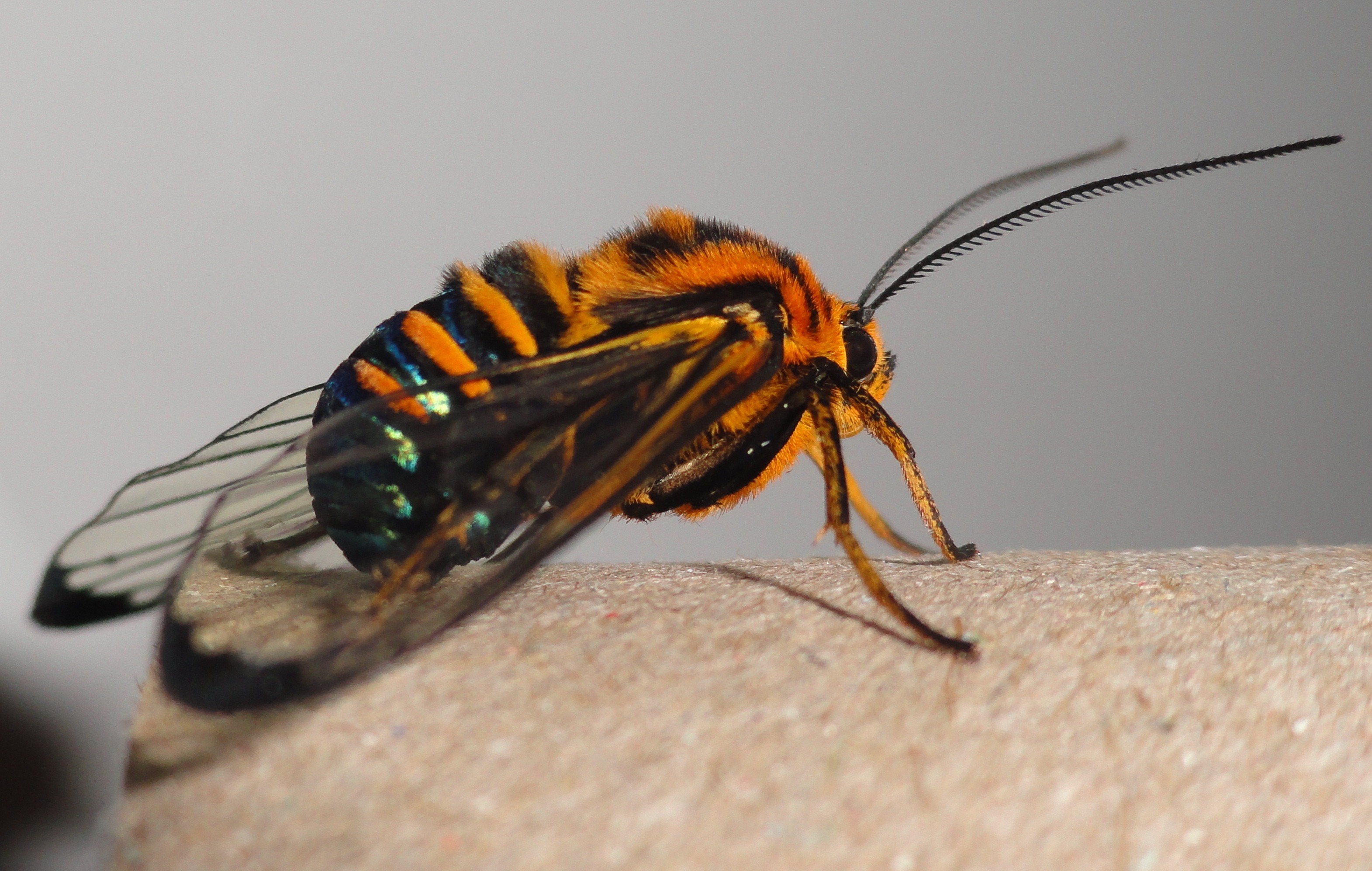 of the, black, animal antenna, prieto, tender, animal wing, extinction, animal body part, park, macro, 2K, diversity, in, wings, animal, close-up, transparent, HD Wallpaper