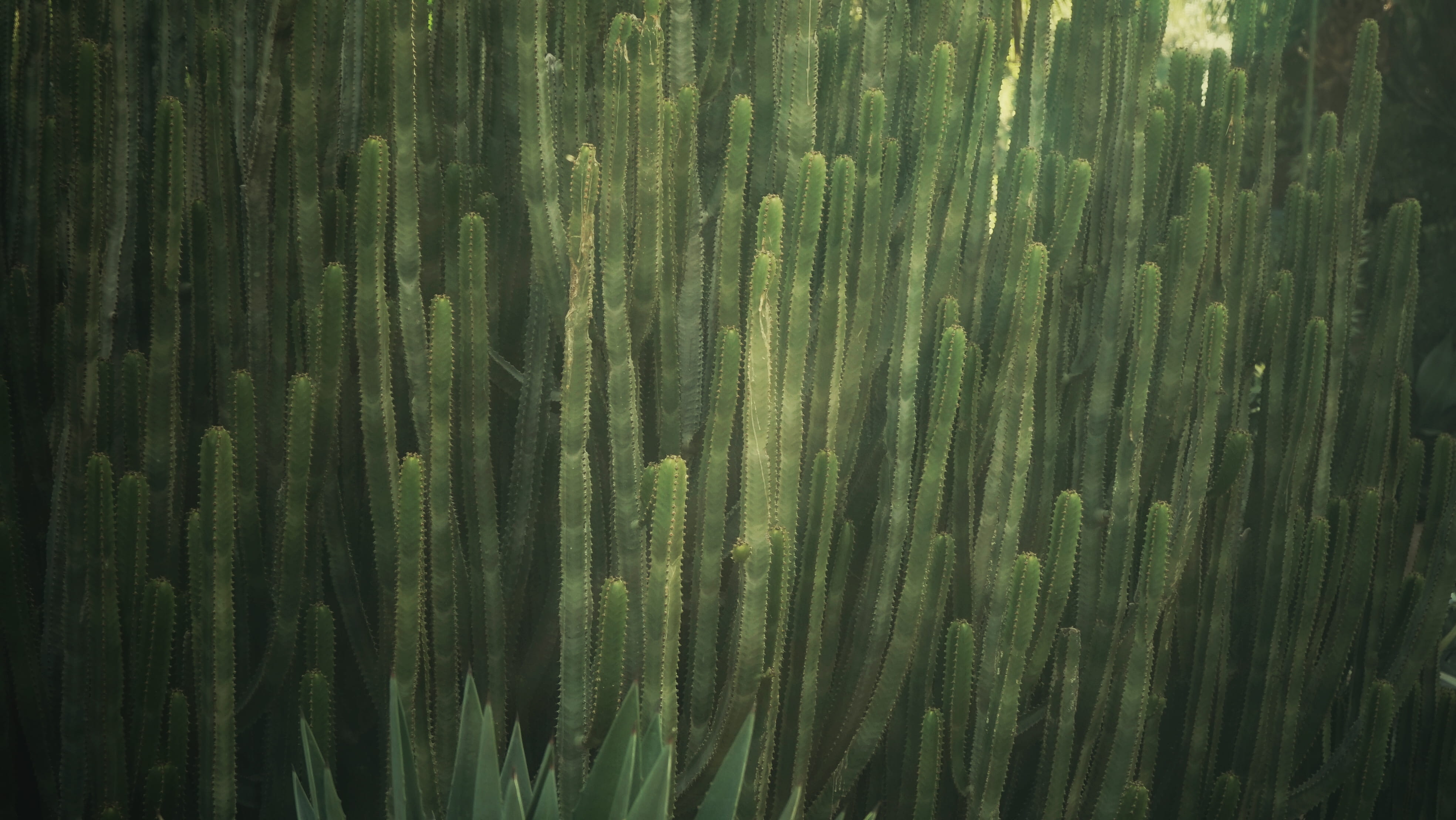 leaf, moss, algae, pattern, botany, no people, lawn, full frame, water, backgrounds, green, cactus, plant, mesa, anthus, fragility, close-up, nature, floral, HD Wallpaper