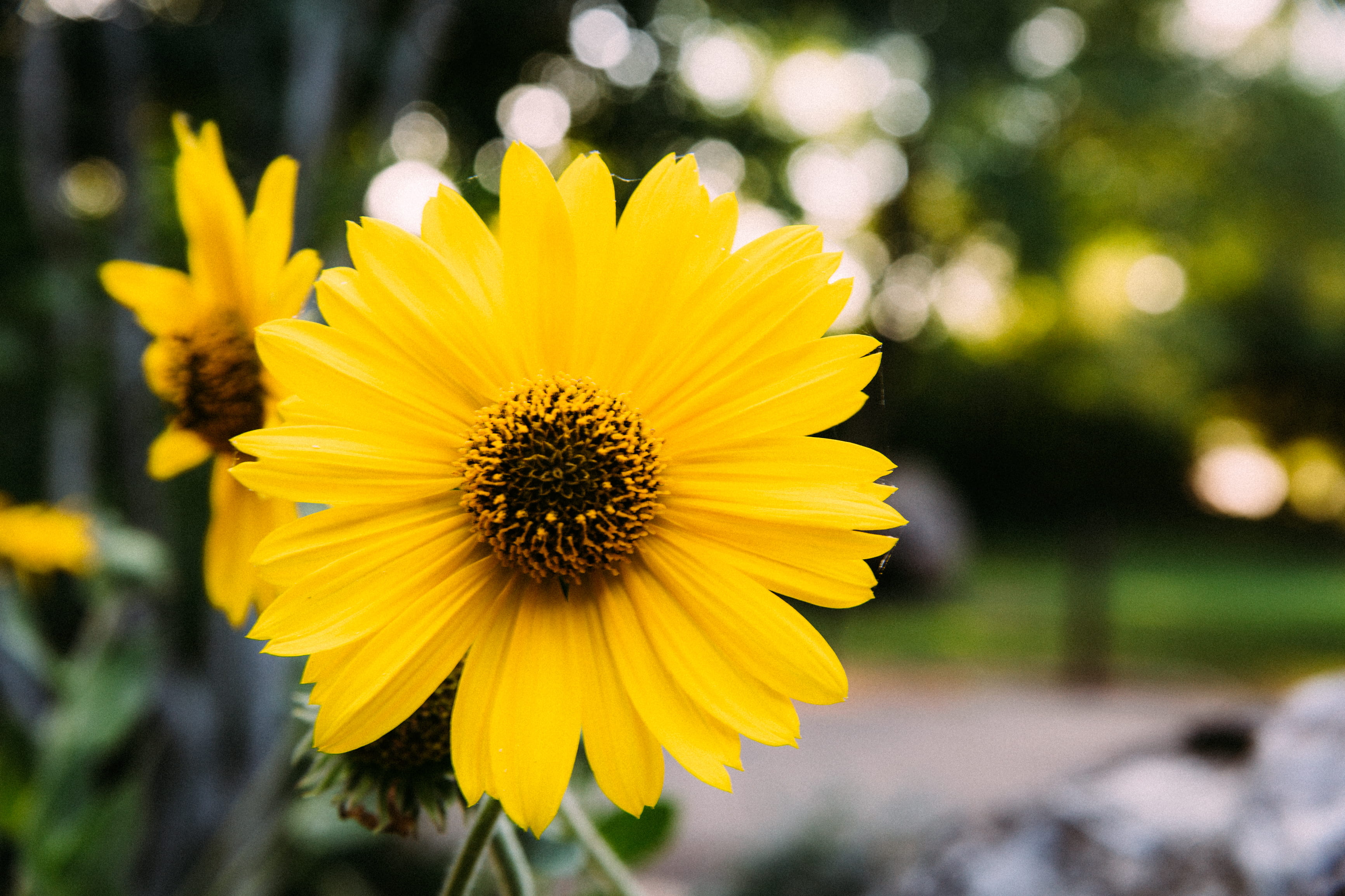 united states, outdoors, summer, sunflower, petal, flower head, naturepreserve, growth, yellow, flowering plant, focus on foreground, beauty in nature, HD Wallpaper