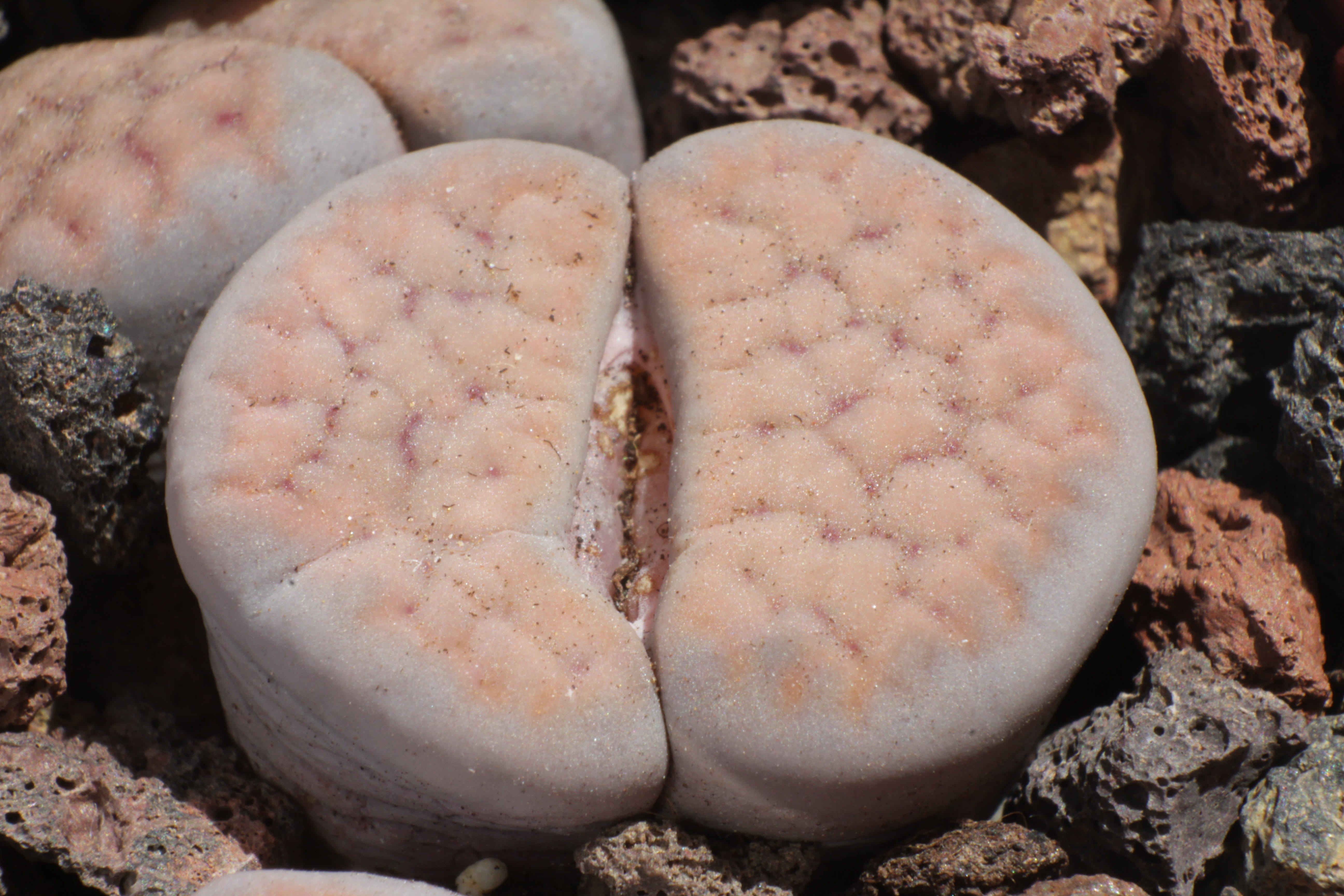 lithops schwantesii, rock, animal themes, food, stone plants, nature, shell, pebble, animal wildlife, food and drink, day, land, high angle view, lithops, HD Wallpaper