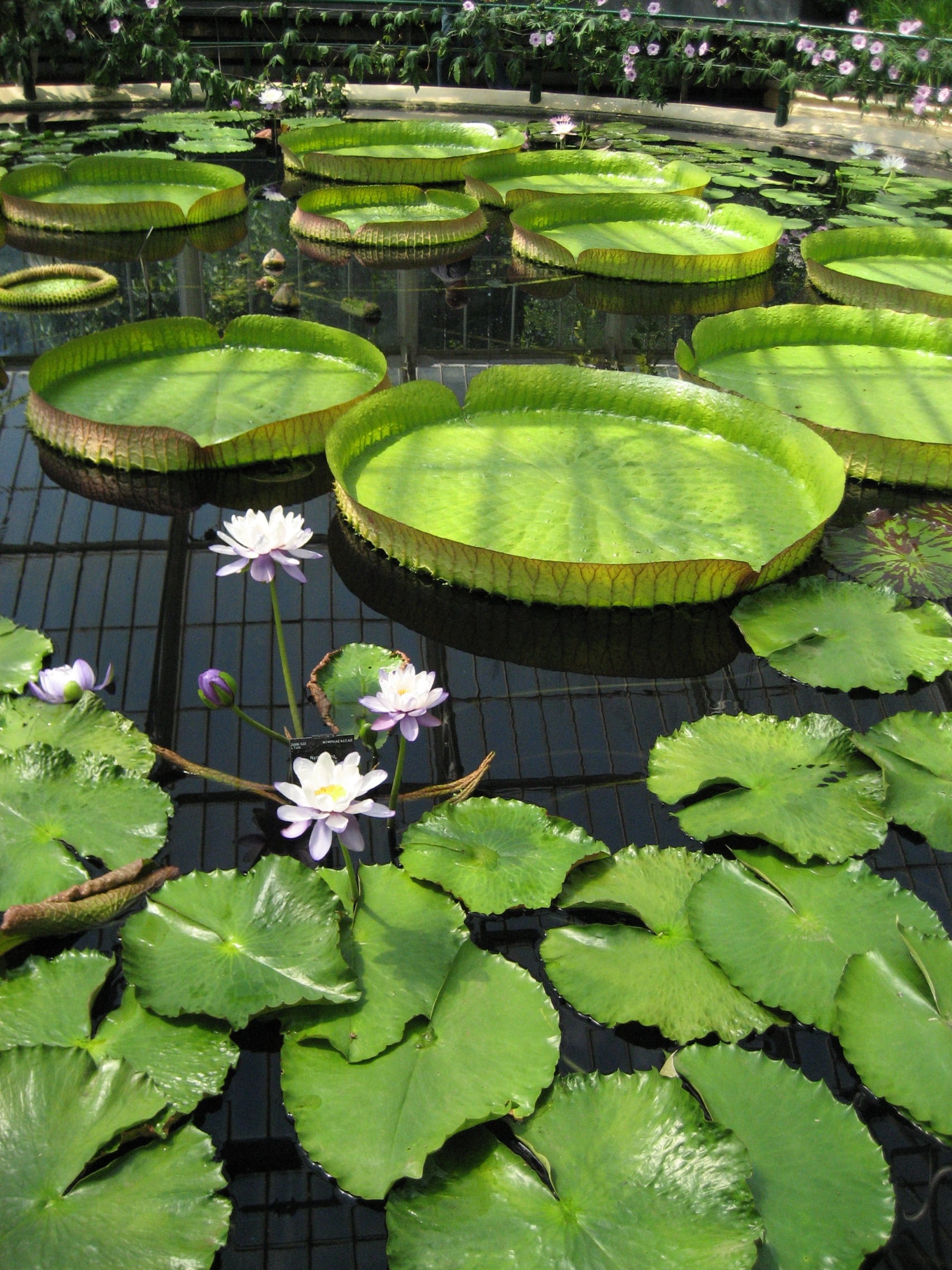 giant, no people, floating on water, leaf, lily pad, floating, high angle view, day, lotus water lily, green, pond, growth, colourful, water, calm, lily, Phone HD Wallpaper