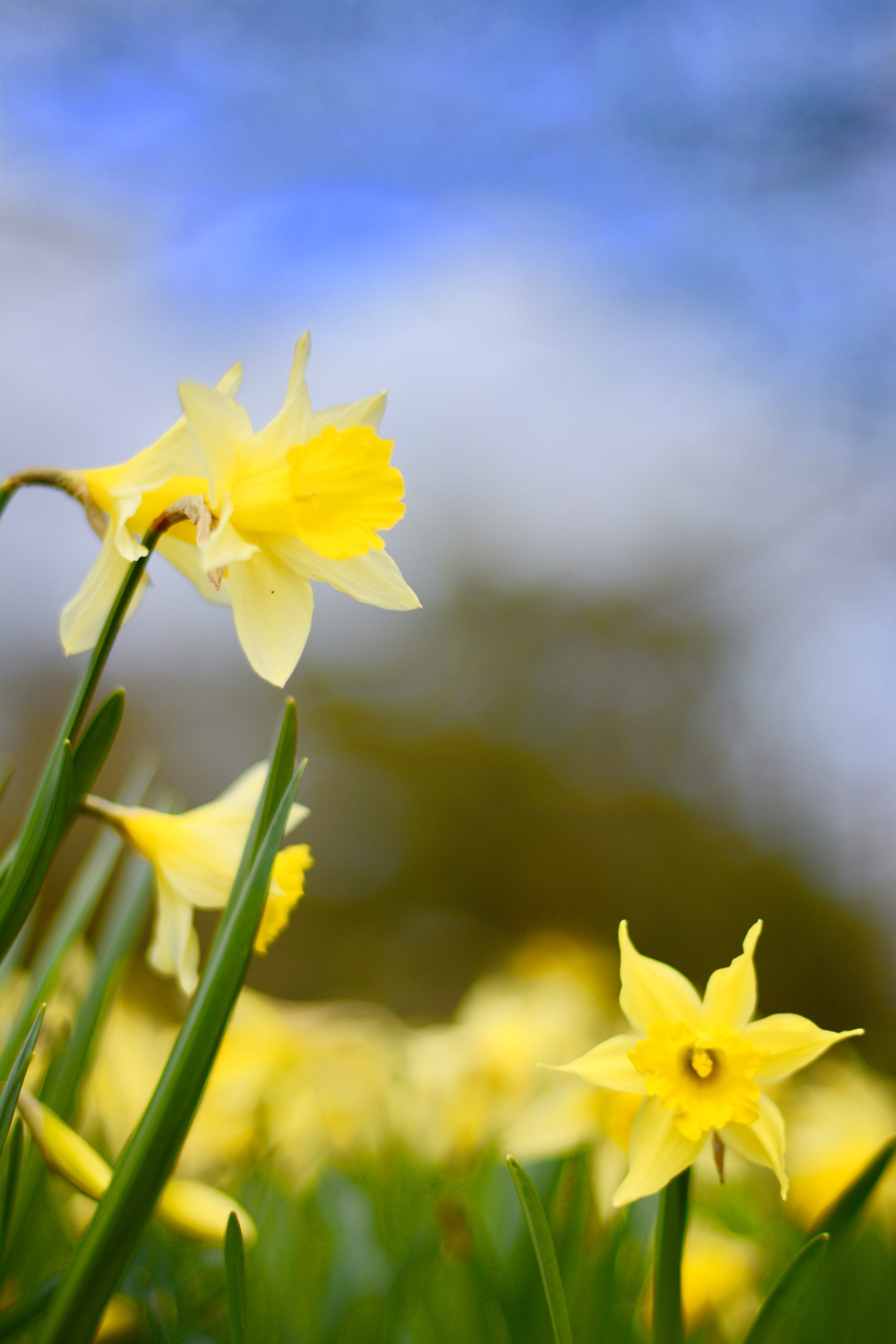 no people, 4K, richmond, nature, petal, growth, flower, plant stem, daffodil, yellow, beauty in nature, day, kew gardens, united kingdom, flower head, Phone HD Wallpaper
