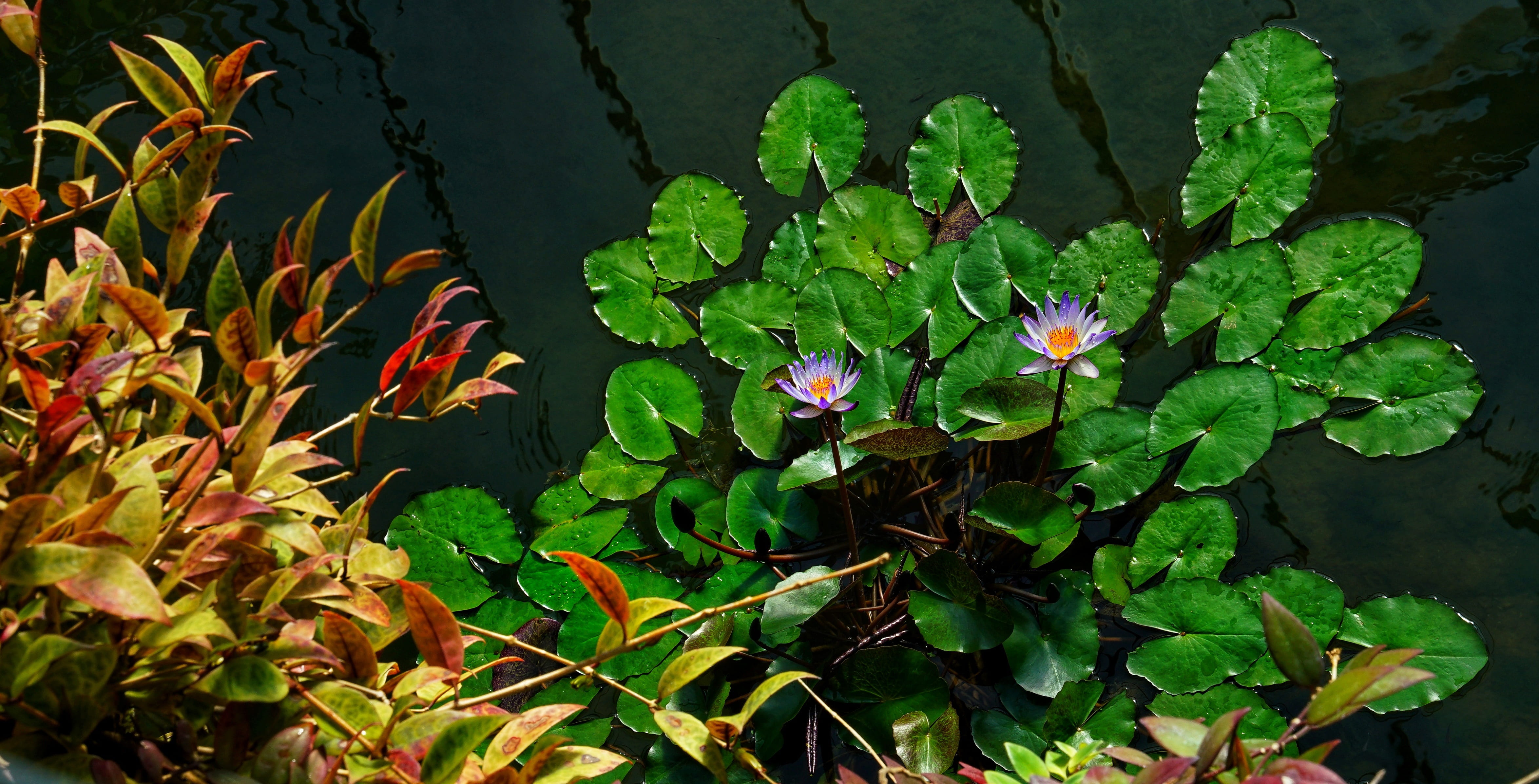 plant part, flower head, lily, springtime, beauty in nature, green color, close-up, growth, tourism, leaf, freshness, outdoors, water, nature, high angle view, HD Wallpaper