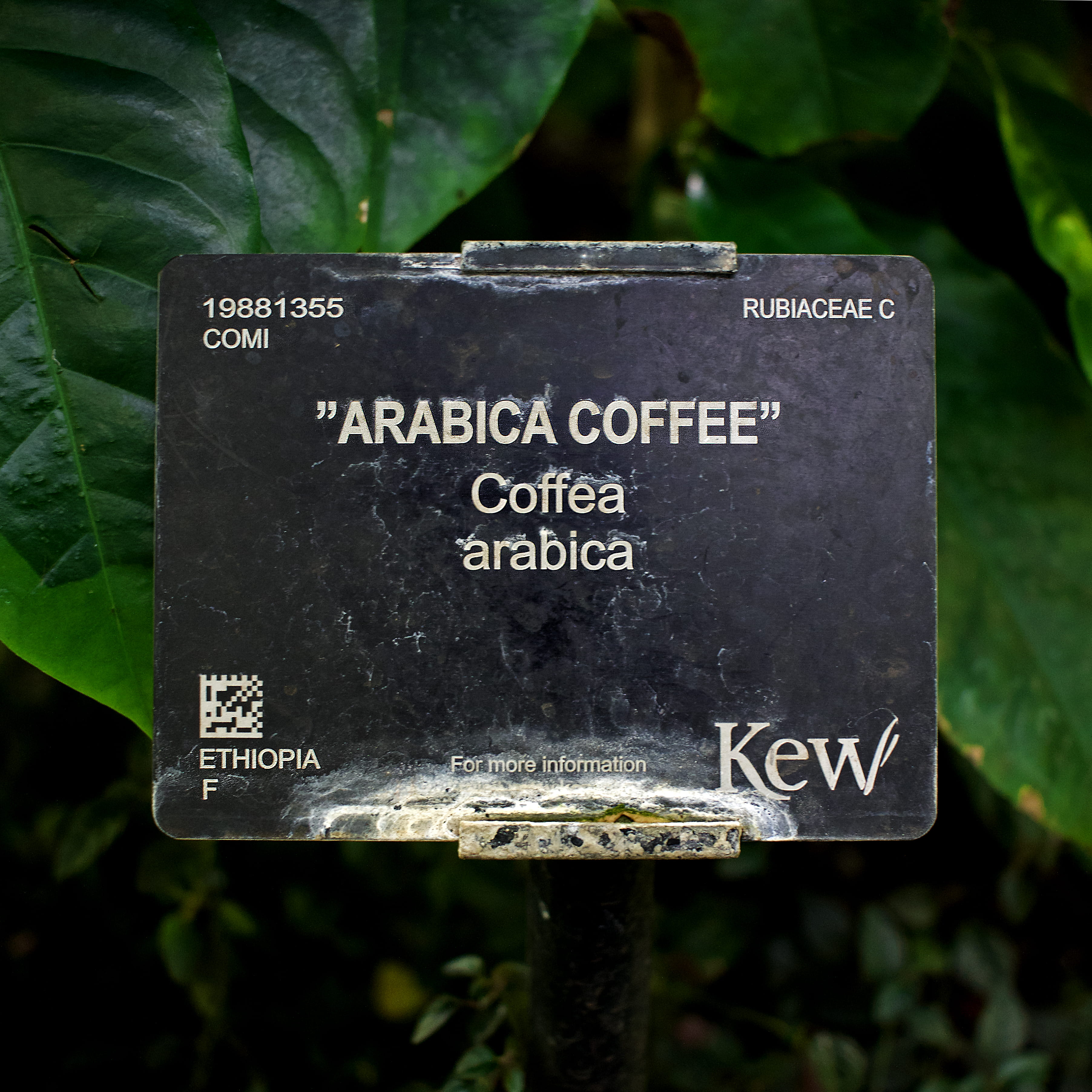 leaf, close-up, cafe, coffee, outdoors, day, script, typography, non-western script, focus on foreground, placard, coffee bean, message, no people, text, Phone HD Wallpaper