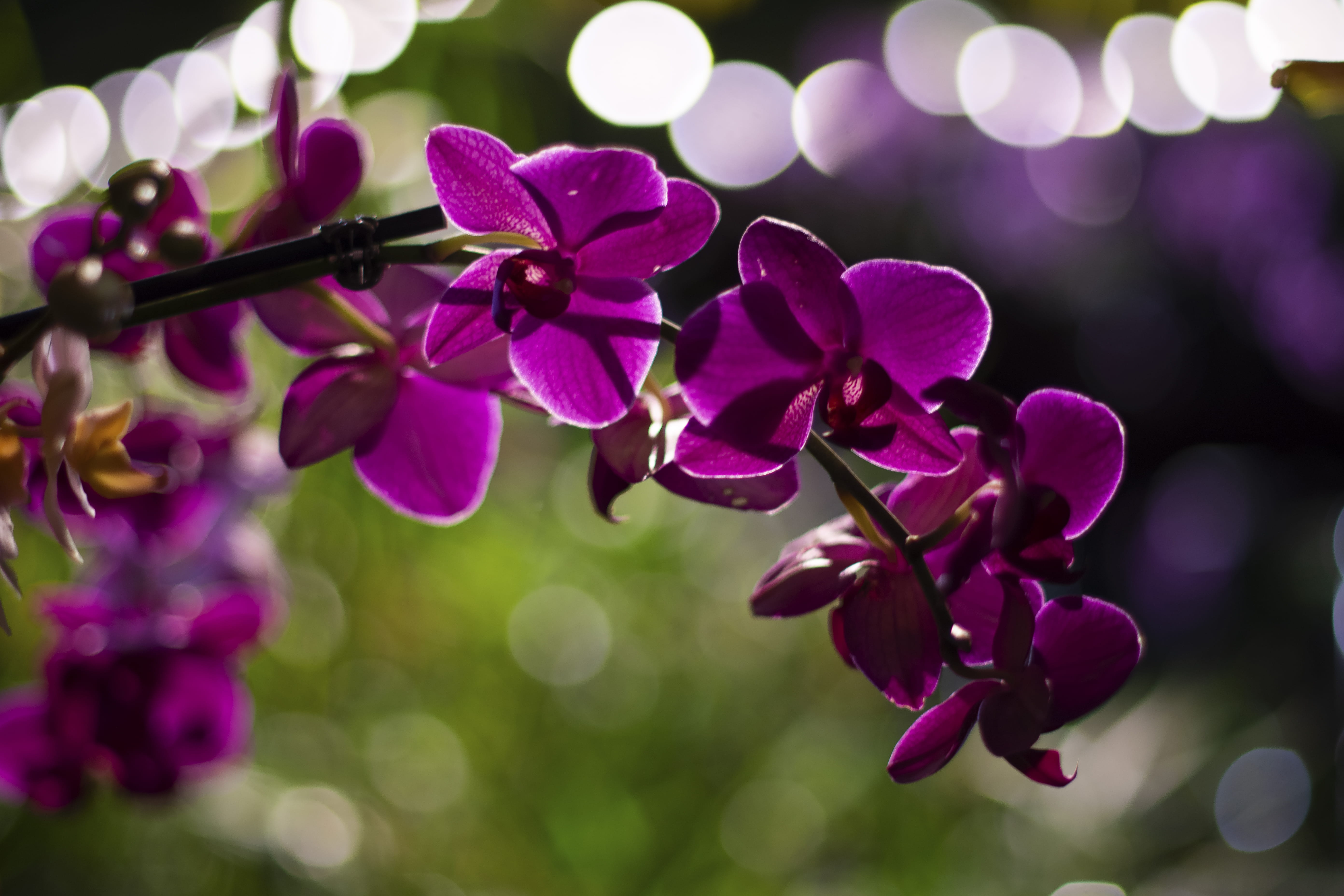 growth, 5K, orchid festival, flower, pink color, sprout, flare, flower head, blossom, tree, springtime, dahlia, selective focus, royal botanic gardens, HD Wallpaper