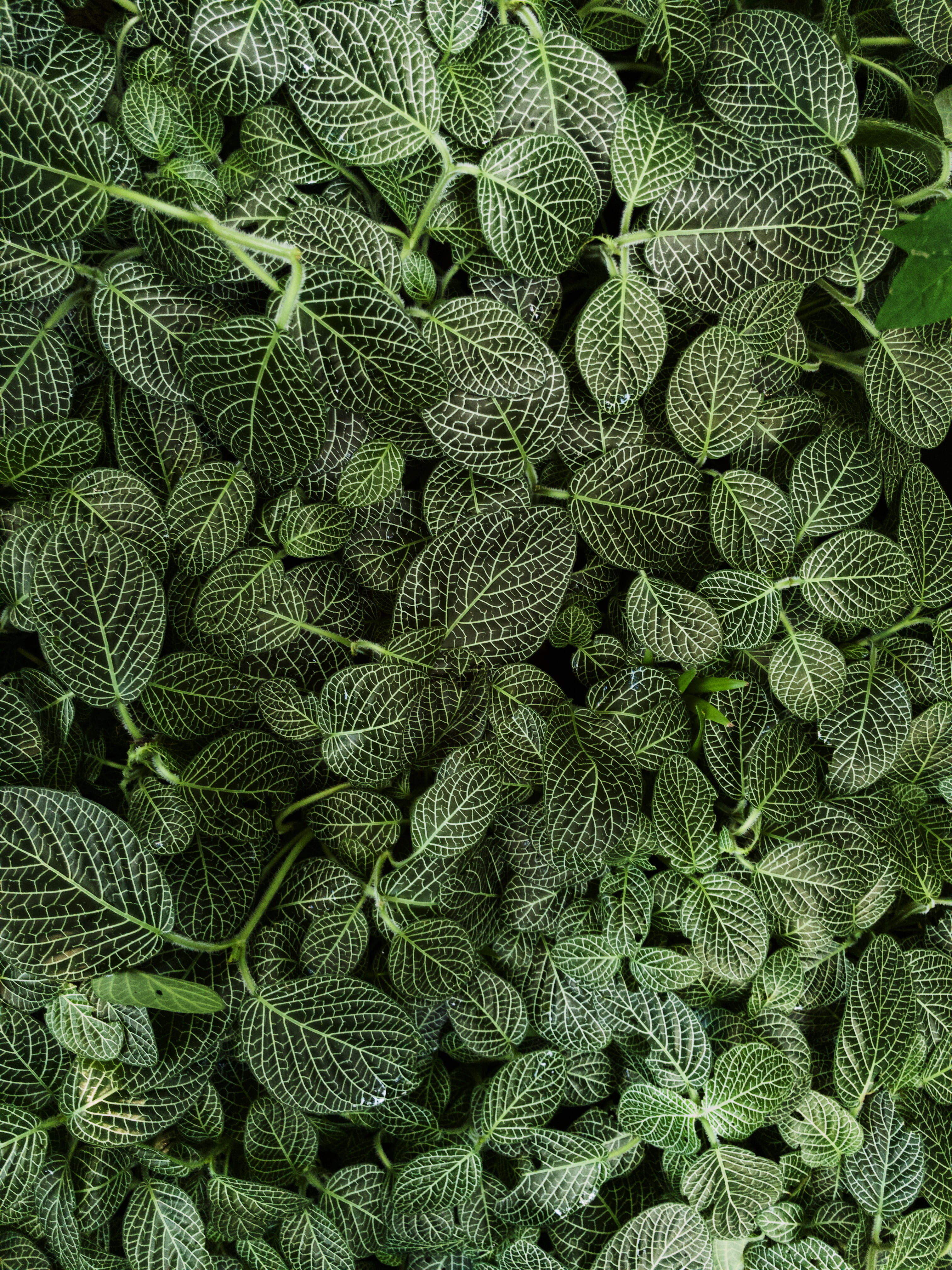 botanical garden, plants, green, poison ivy, no people, herb, high angle view, green color, plant, freshness, botanic, flora, large group of objects, leafed, Phone HD Wallpaper