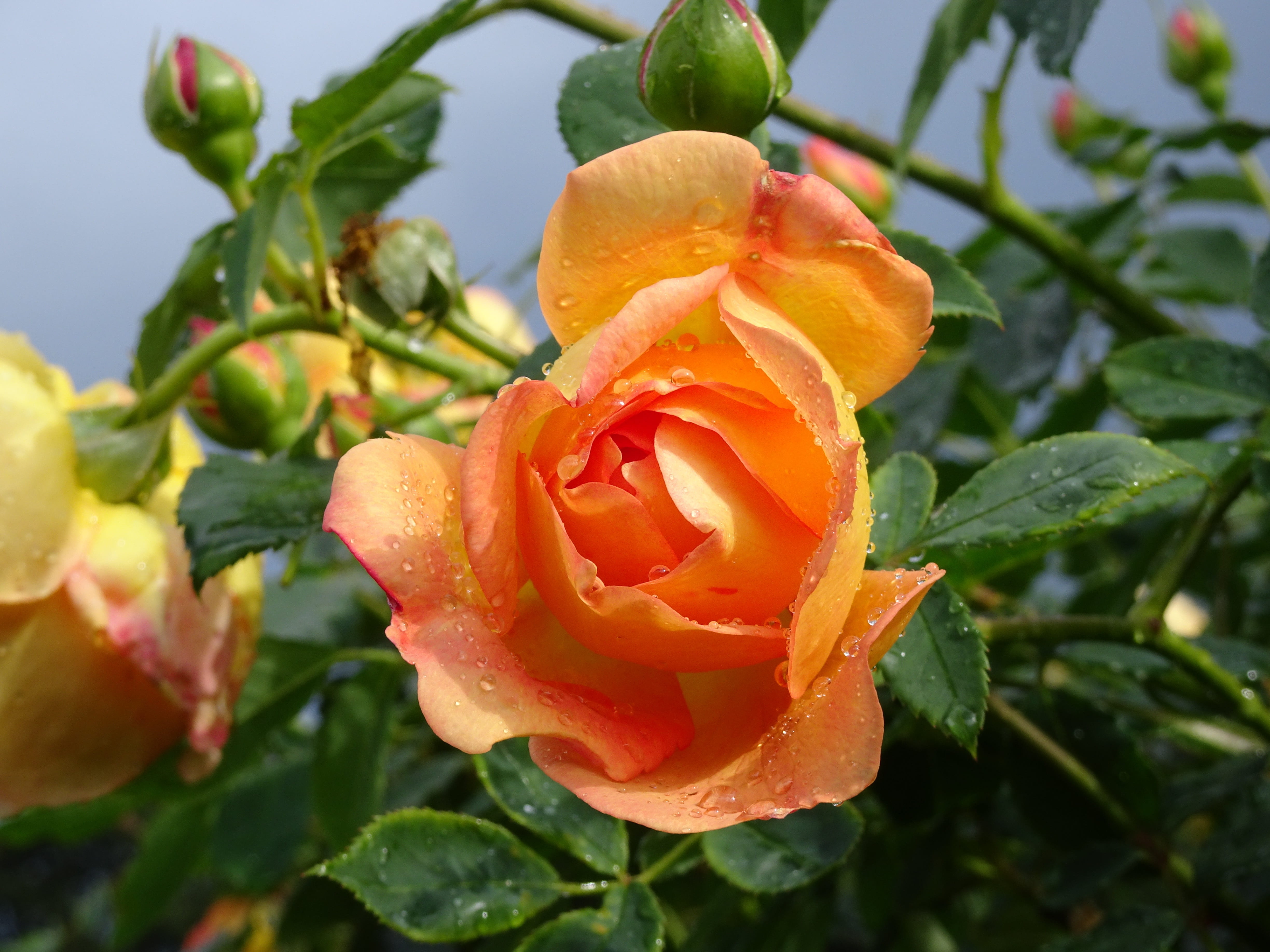 freshness, focus on foreground, nature, orange, flower head, kew gardens, rose, drop, flower, close-up, growth, no people, leaf, plant, 4K, london, vulnerability, HD Wallpaper
