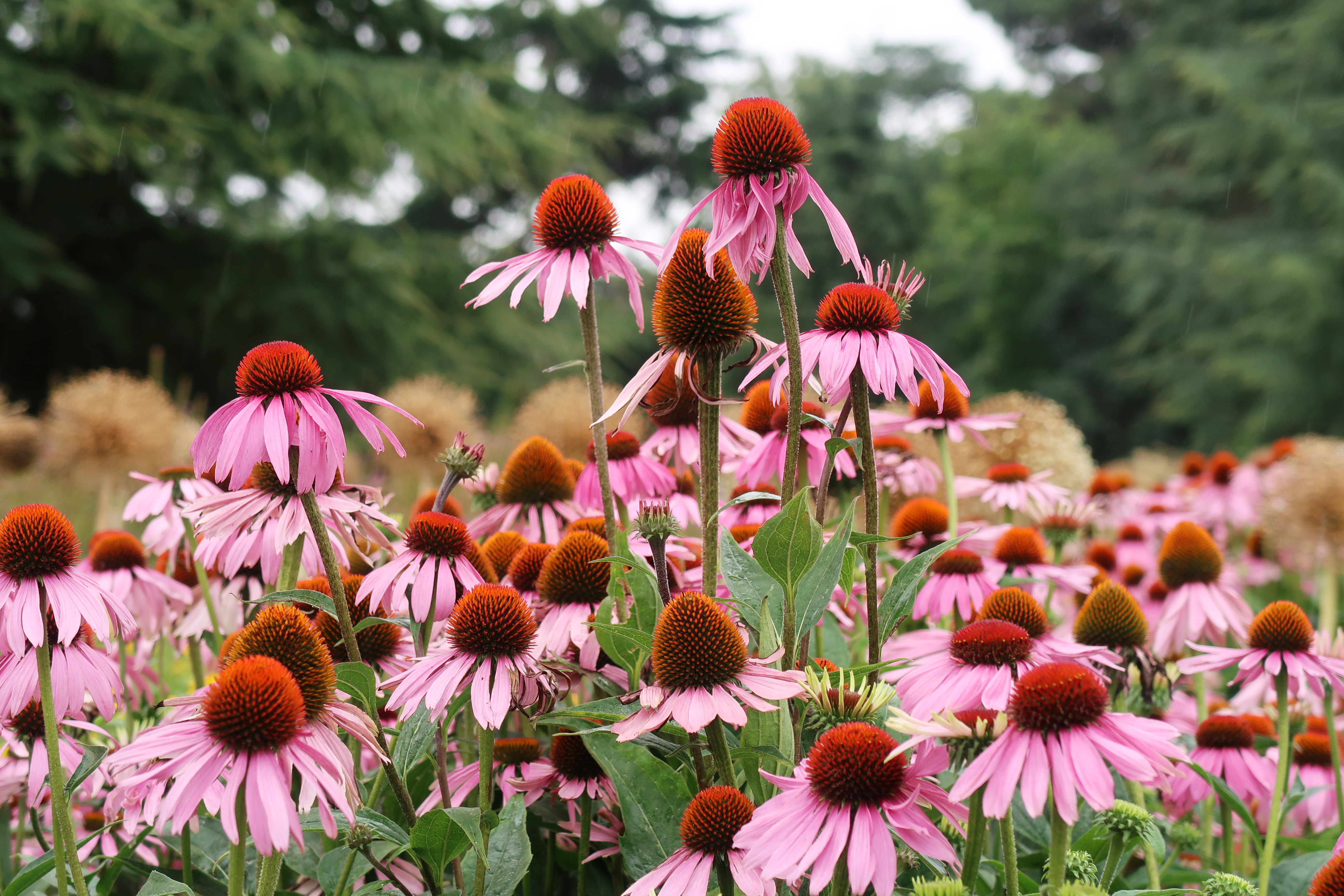 nature, day, close-up, outdoors, 5K, no people, freshness, united kingdom, pollen, coneflower, flowering plant, kew gardens, flowers, growth, pink, flower head, HD Wallpaper