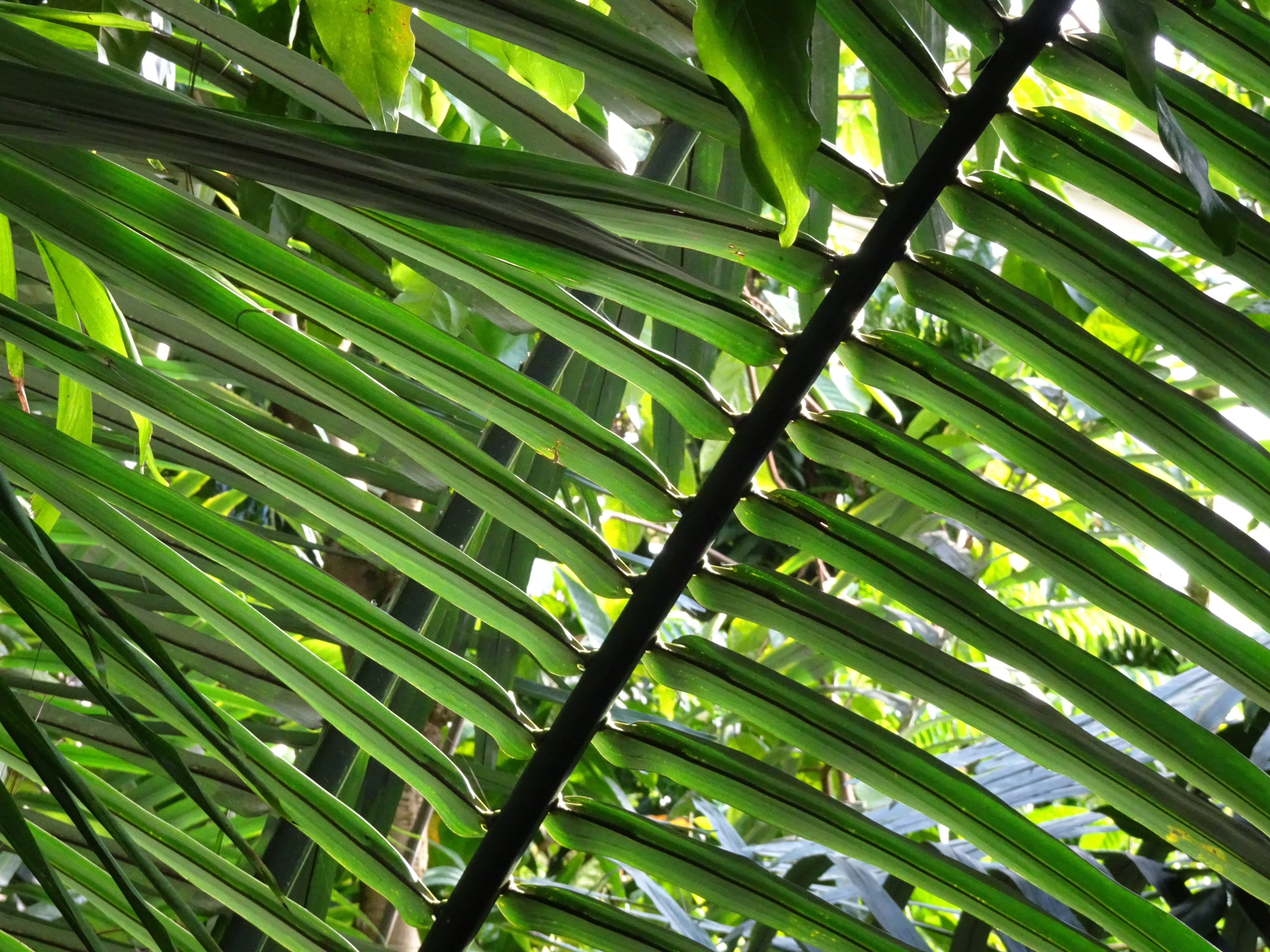 palm tree, outdoors, full frame, nature, no people, backgrounds, close-up, greenhouse, day, tropical climate, tree, london, tranquility, green color, growth, HD Wallpaper