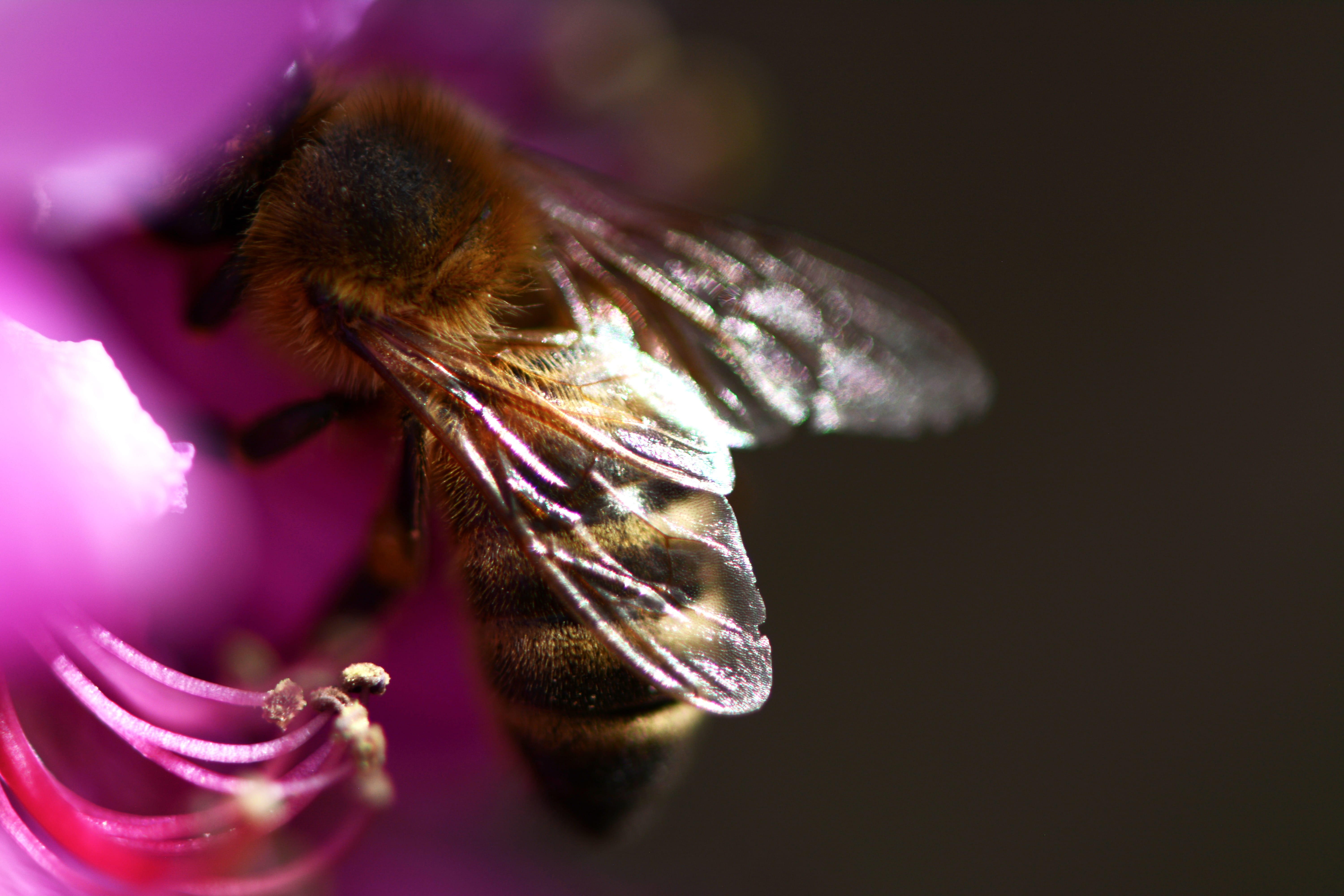 flower, petal, honey bee, no people, beauty in nature, fragility, indoors, 5K, flowering plant, animal head, animal themes, blossom, animal wildlife, vulnerability, HD Wallpaper