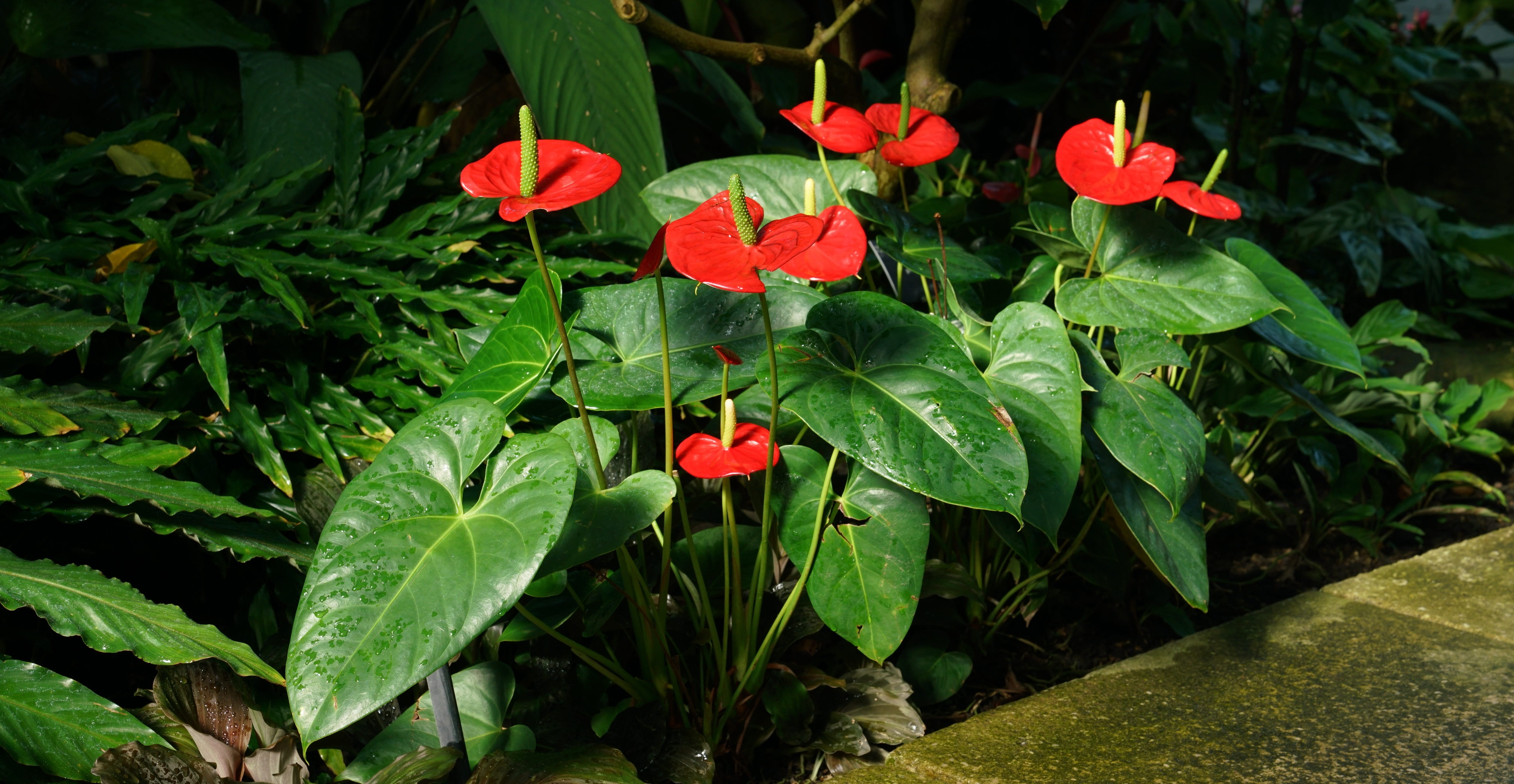 plant, nature, 4K, anthurium, beauty in nature, no people, red, inflorescence, kew, outdoors, growth, london, gardens, flowering plant, vulnerability, HD Wallpaper