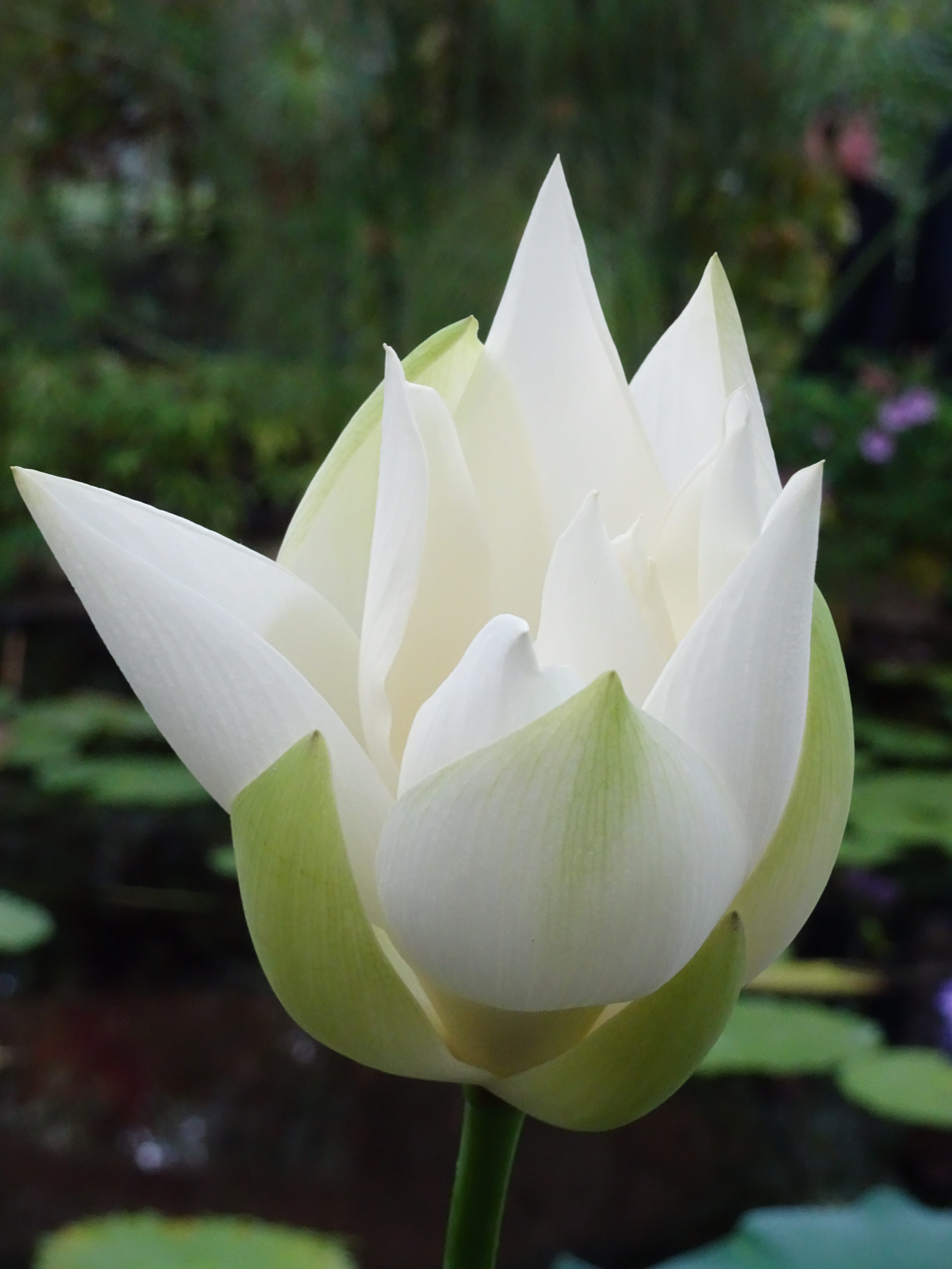 no people, freshness, white color, fragility, growth, inflorescence, white, water lily, petal, flower head, vulnerability, day, close-up, 4K, kew gardens, Phone HD Wallpaper
