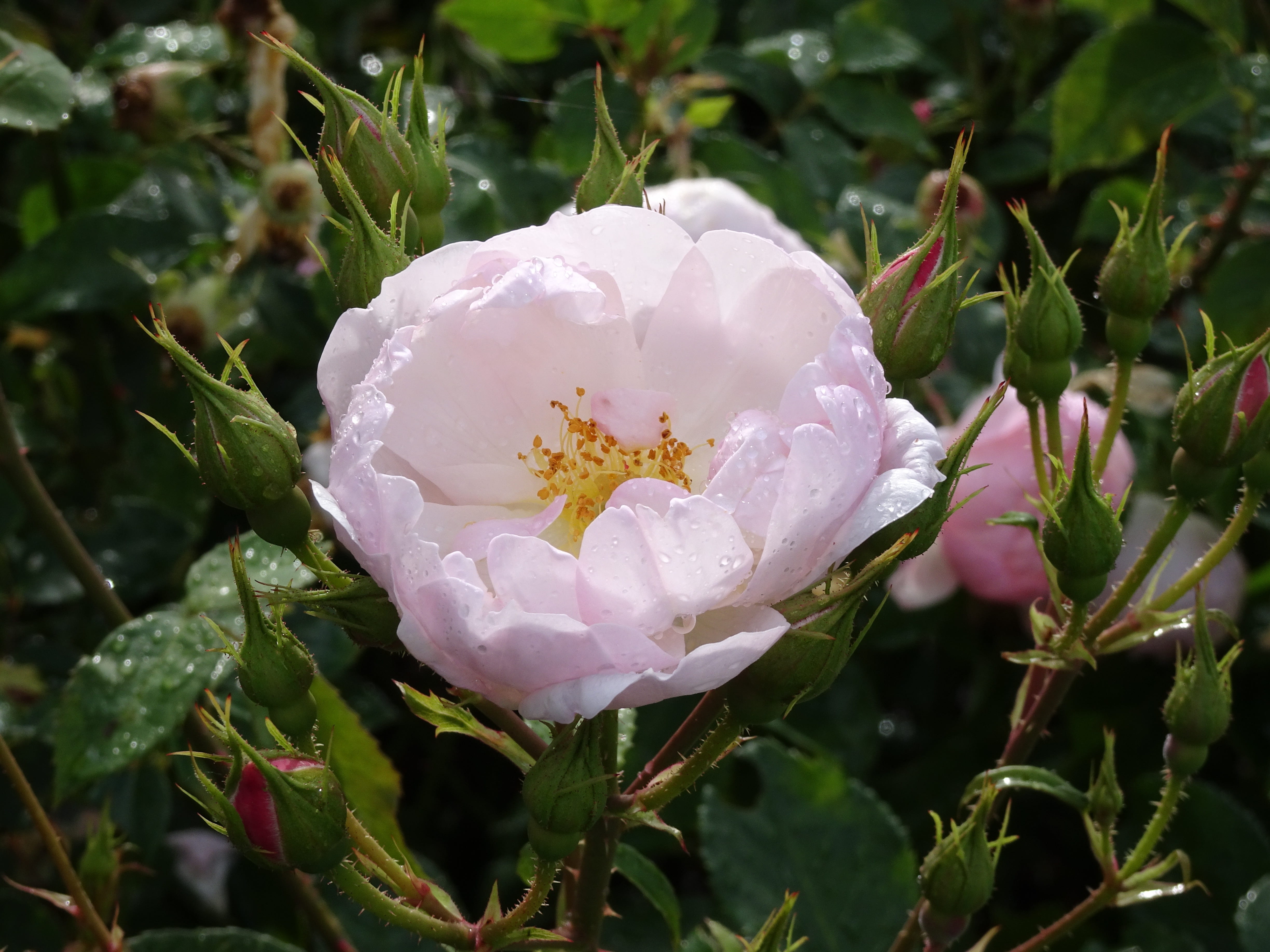 focus on foreground, leaf, 4K, rose, plant part, no people, growth, flowers, fragility, outdoors, flower, close-up, pink color, freshness, kew gardens, HD Wallpaper