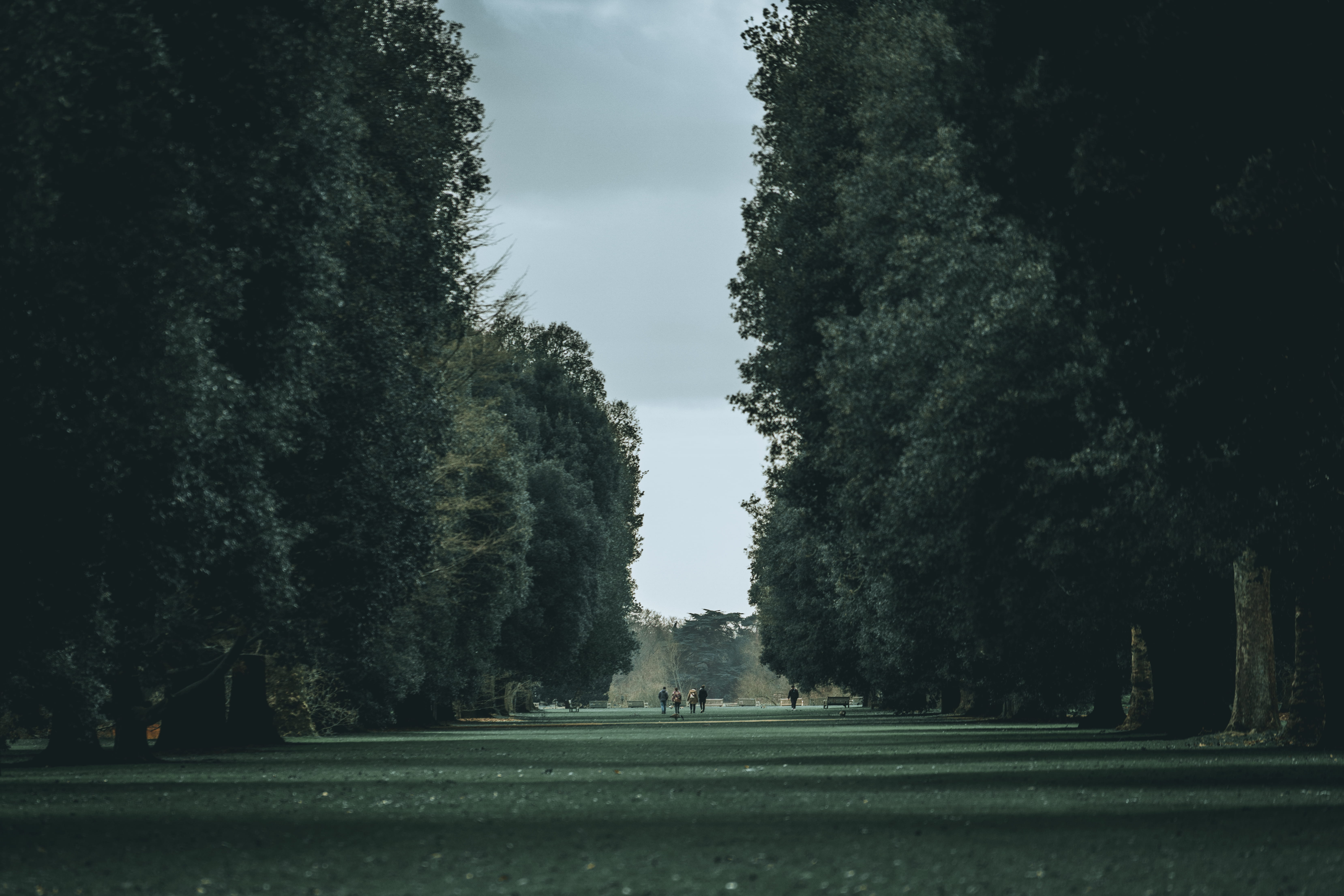 tranquil scene, trees, built structure, growth, nature, kew garden, no people, day, 5K, history, photography, forest, blue, land, grass, park, tree, the past, HD Wallpaper
