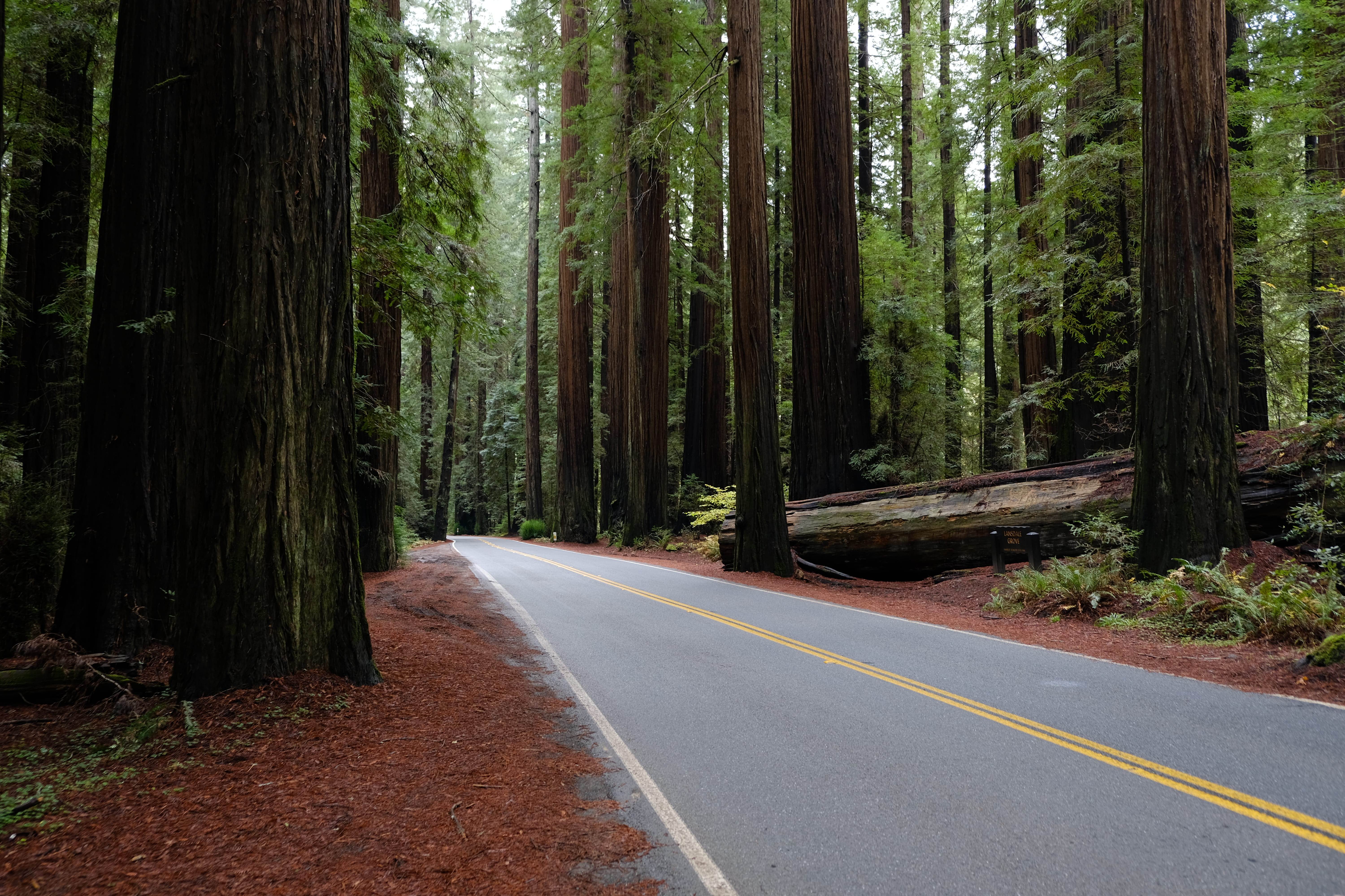 summer, californium, road, surrounded, no People, empty, woodland, rural Scene, travel, scenics, fujifilm, trees, non-Urban Scene, landscape, street, outdoors, HD Wallpaper