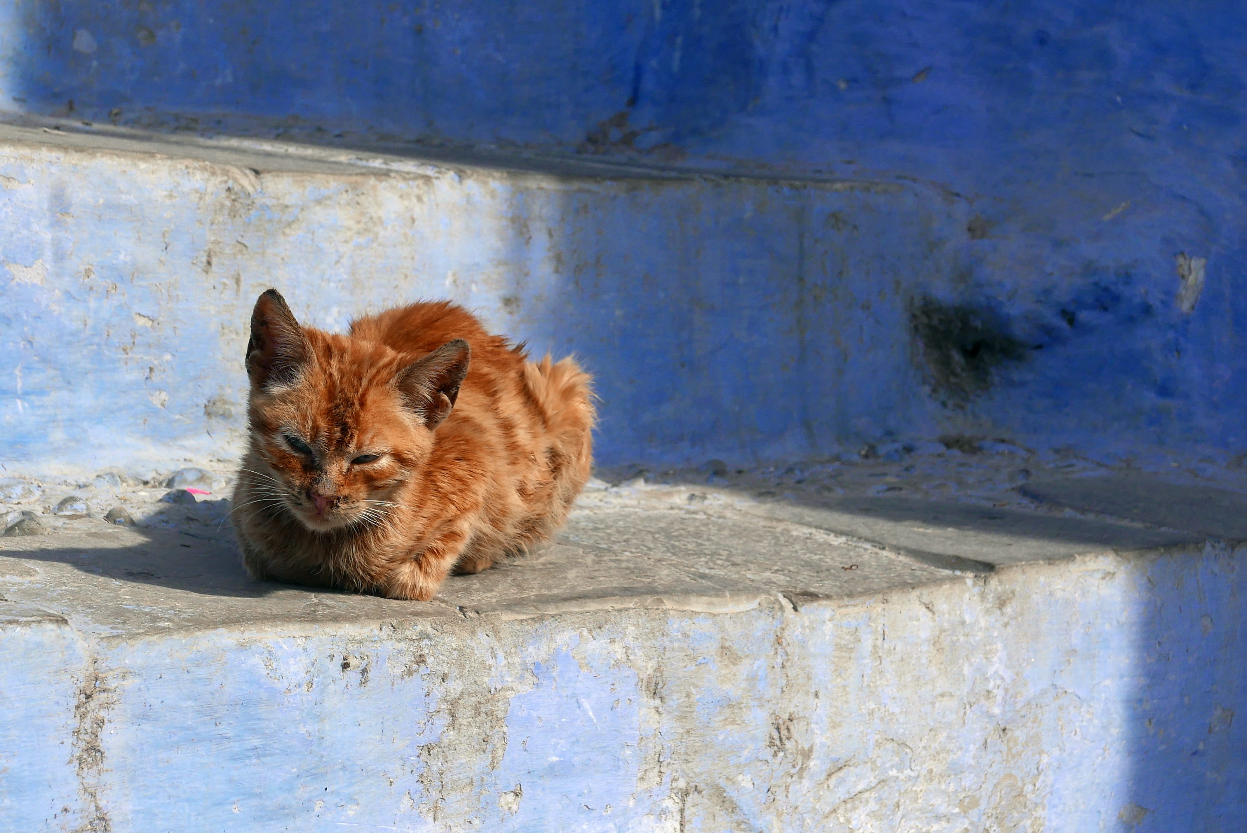 mammal, north africa, sitting, trap, one animal, day, pets, vertebrate, domestic, architecture, morocco, arabic, cats, portrait, outdoors, domestic cat, HD Wallpaper