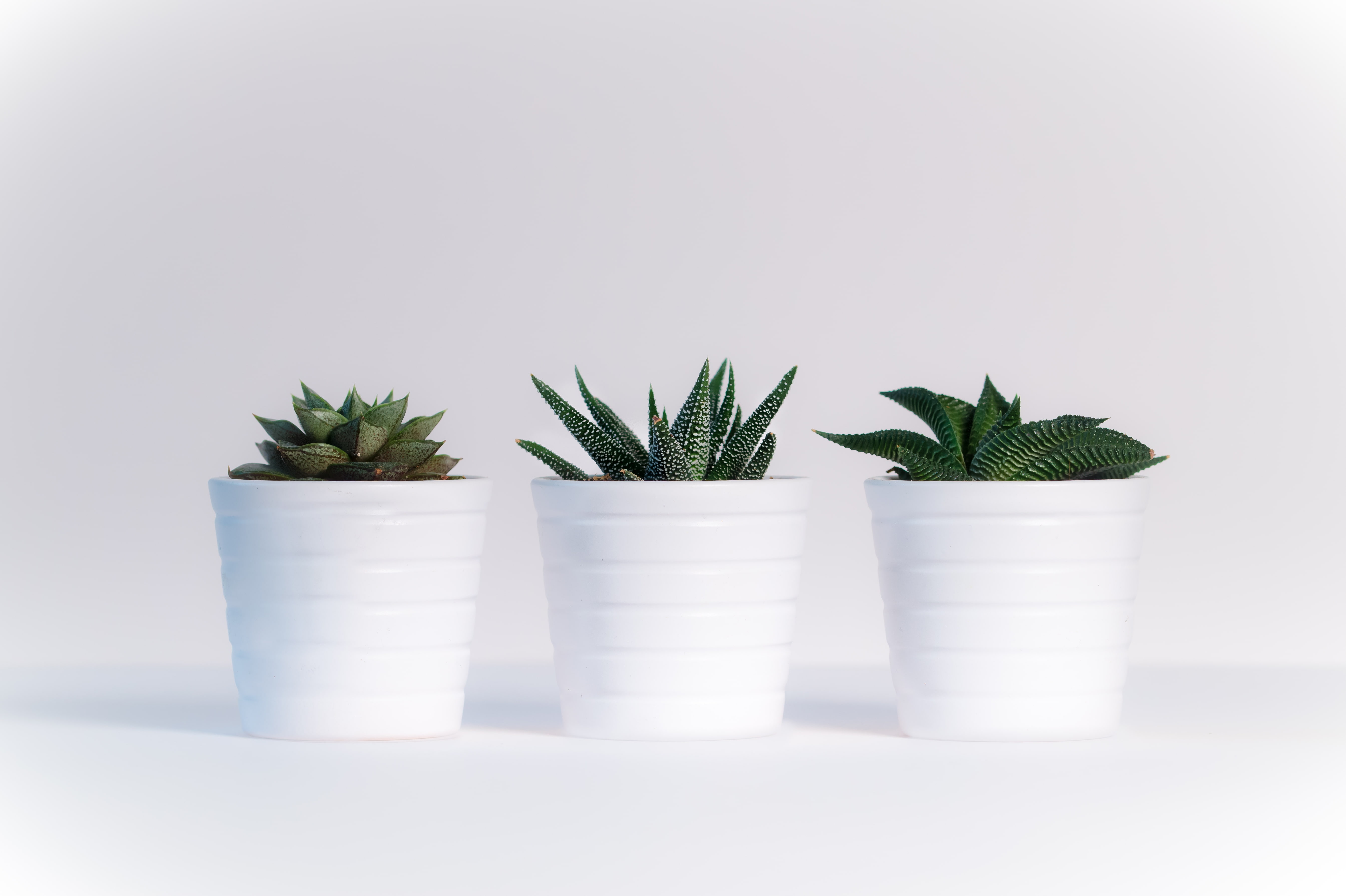 flower pot, plants, rosemary, growth, no people, studio shot, indoors, mint leaf - culinary, freshness, nature, cactus, green color, food, leaf, healthcare and medicine, HD Wallpaper