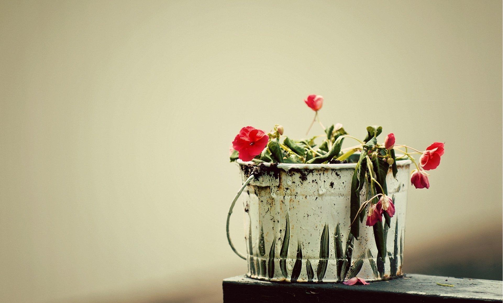 still life, 1080P, pot, 3d and abstract, flowers, beauty, nature, photography, HD Wallpaper
