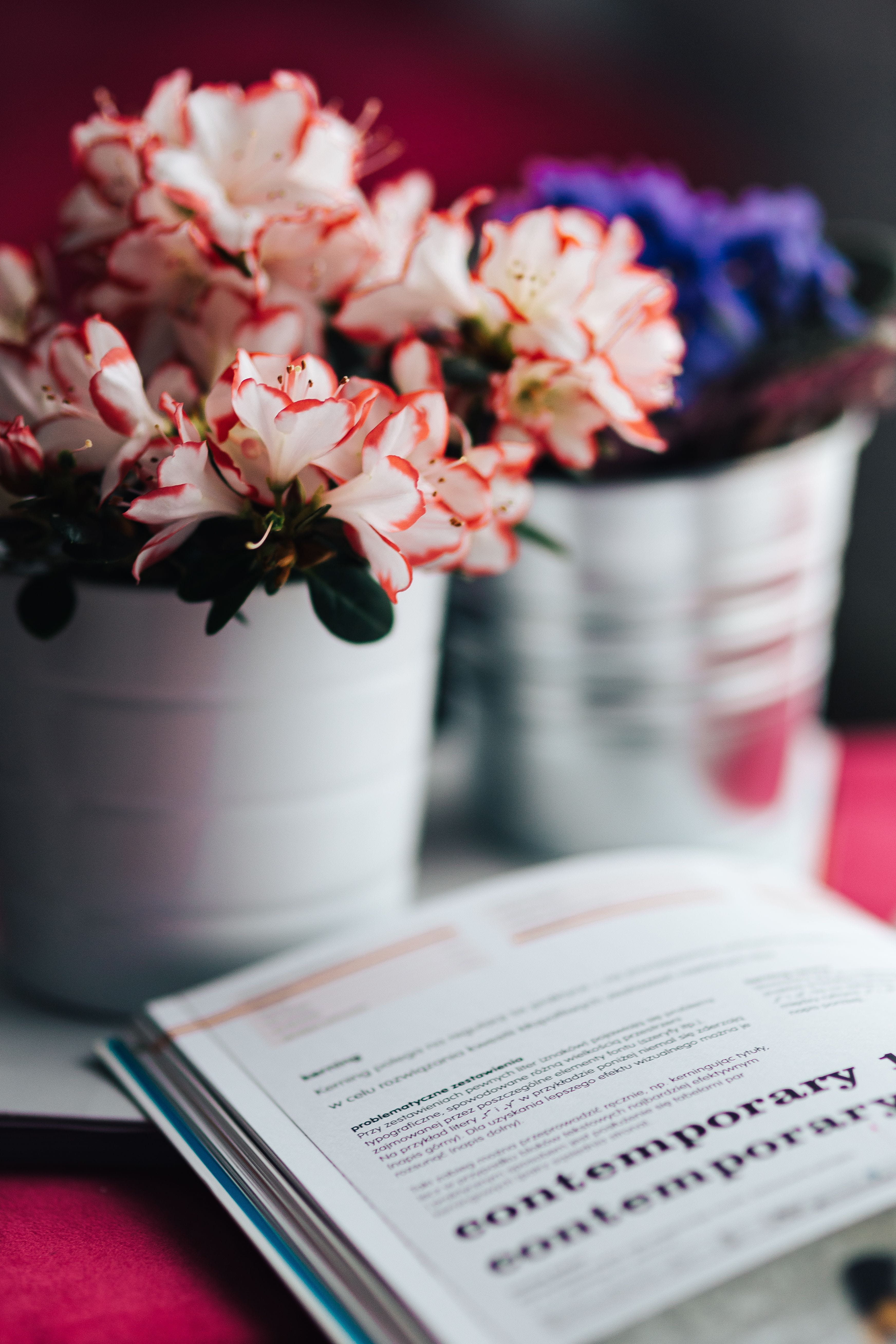 freshness, red, Flowers, plant, publication, pink, flower head, indoors, vase, flowering plant, vulnerability, table, close-up, flower arrangement, selective focus, Phone HD Wallpaper